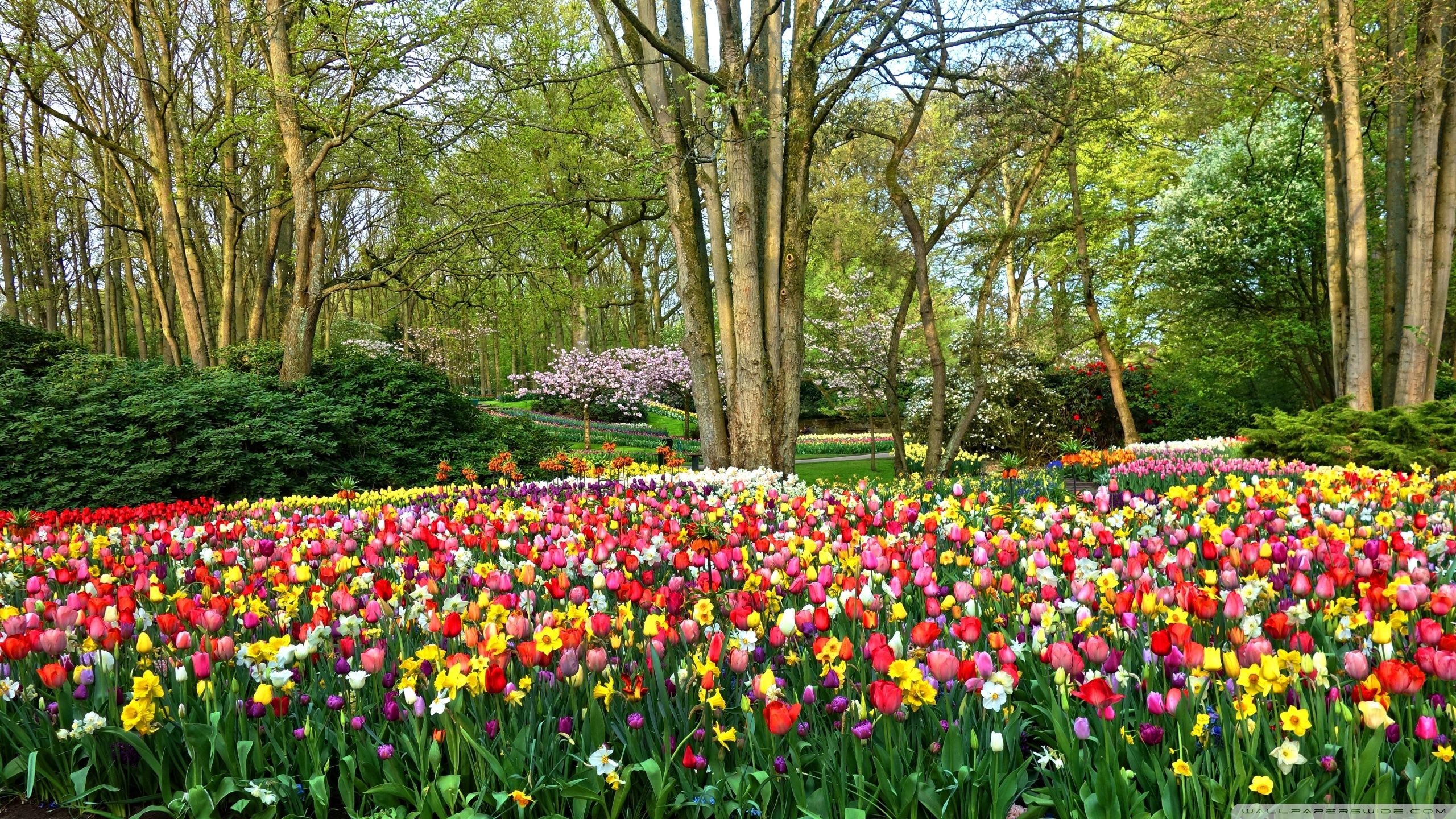 Spring Gardens in Holland Ultra HD Desktop Background Wallpaper