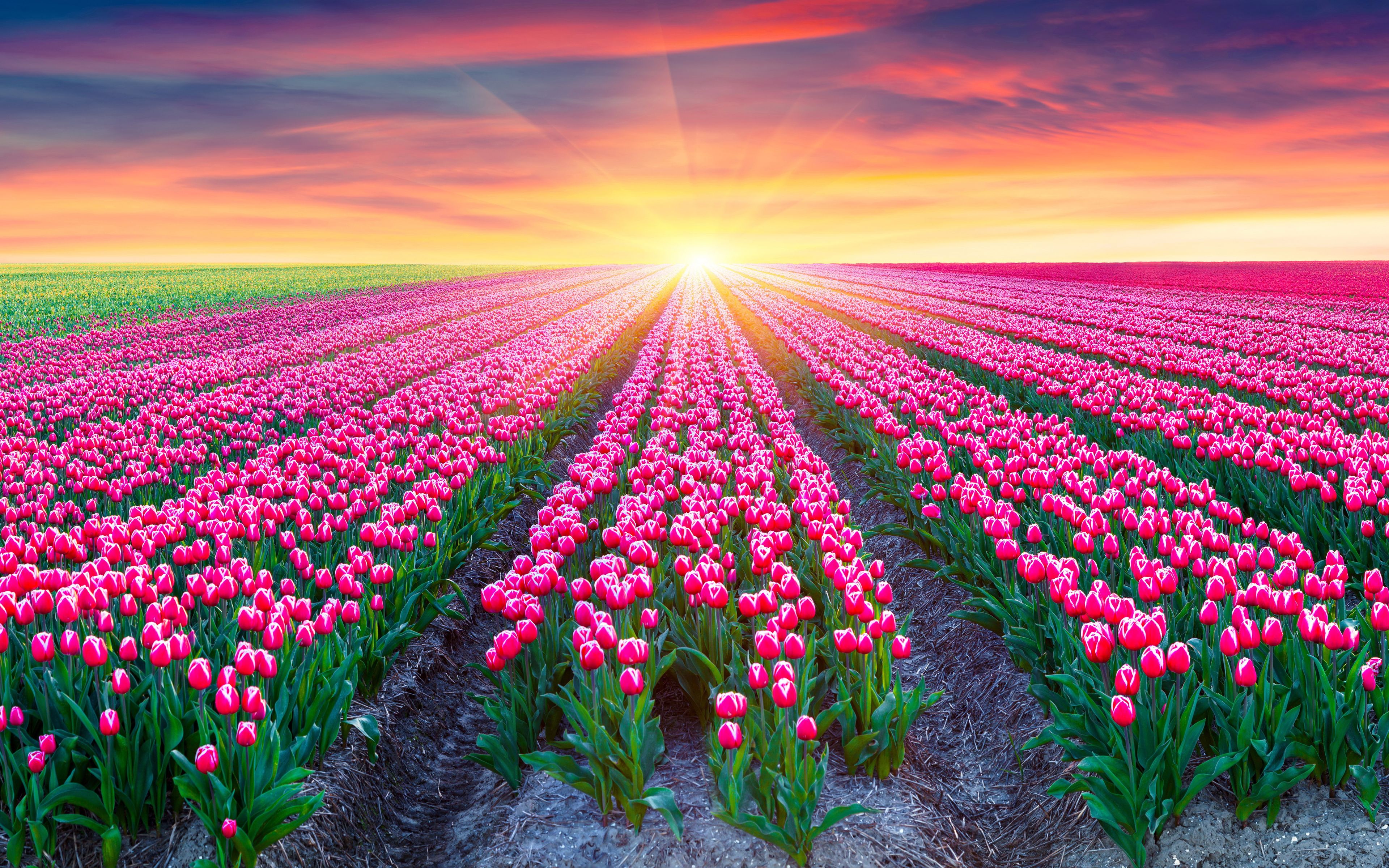 Download wallpaper 4k, Holland, spring, tulips, sunset, солнце