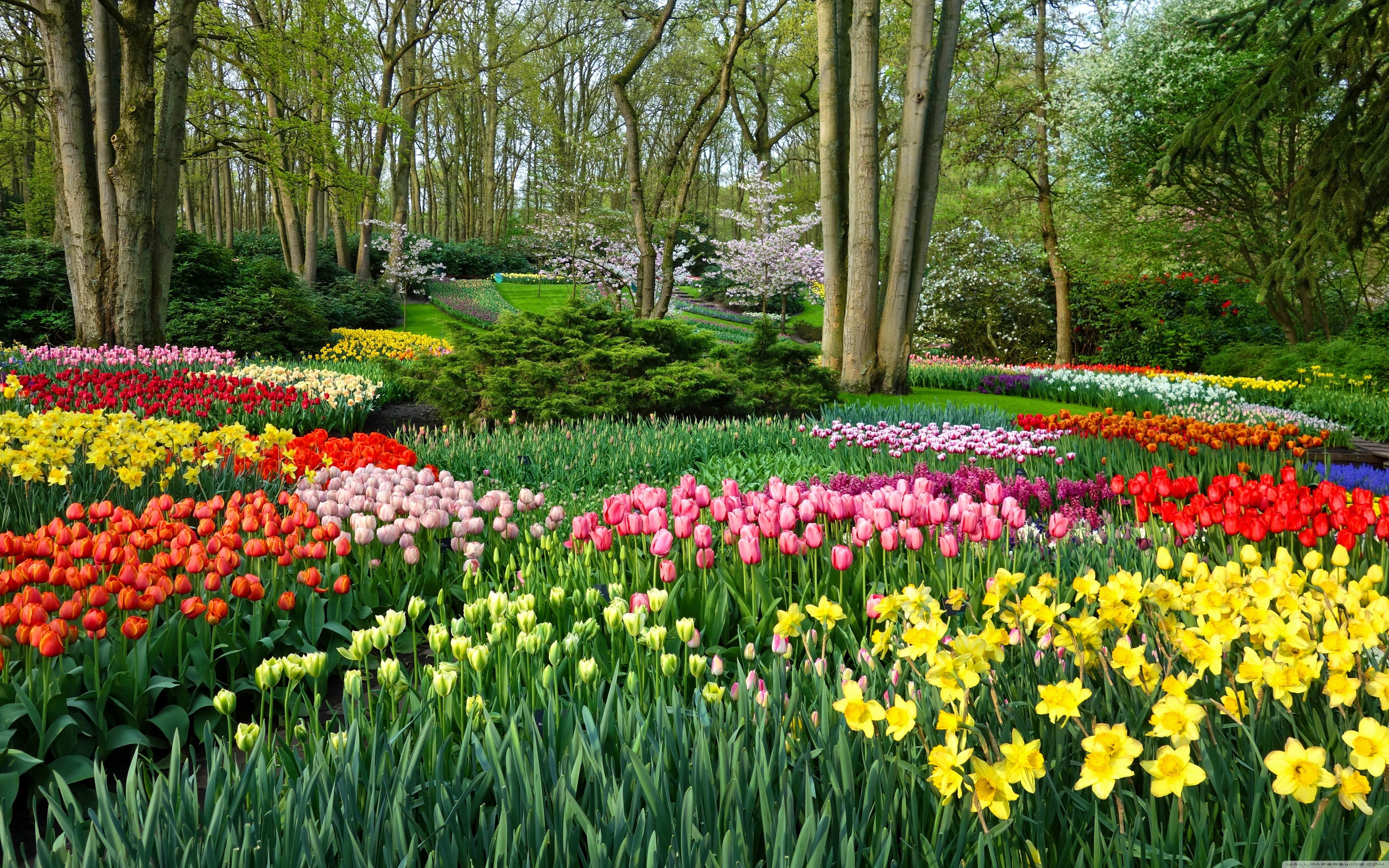 Spring Gardens in Holland, Netherlands, Europe Ultra HD Desktop