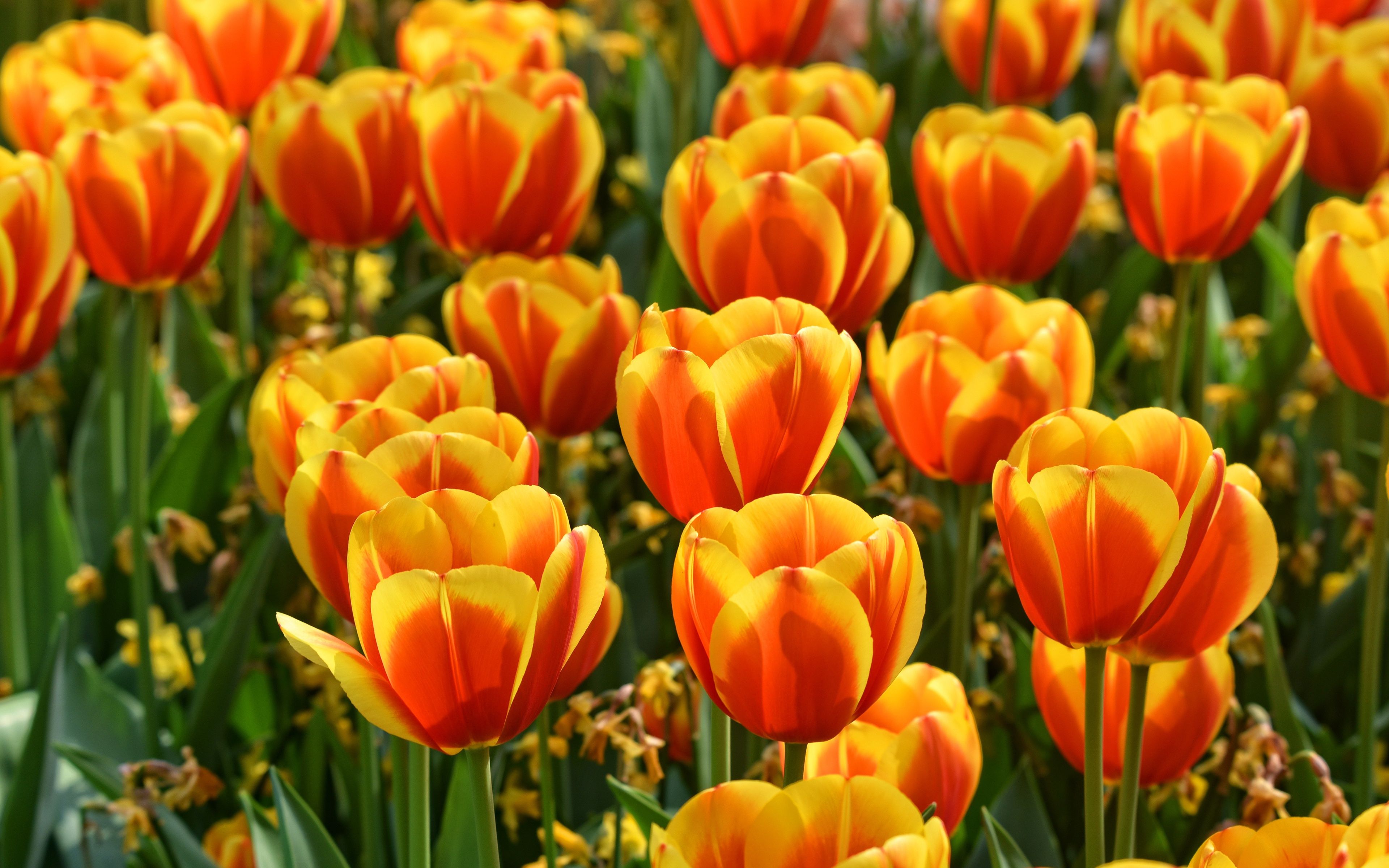 Wallpaper Positive, Buds, Fiery, Two Tone, Flowerbed, To IPhone Orange Wallpaper & Background Download