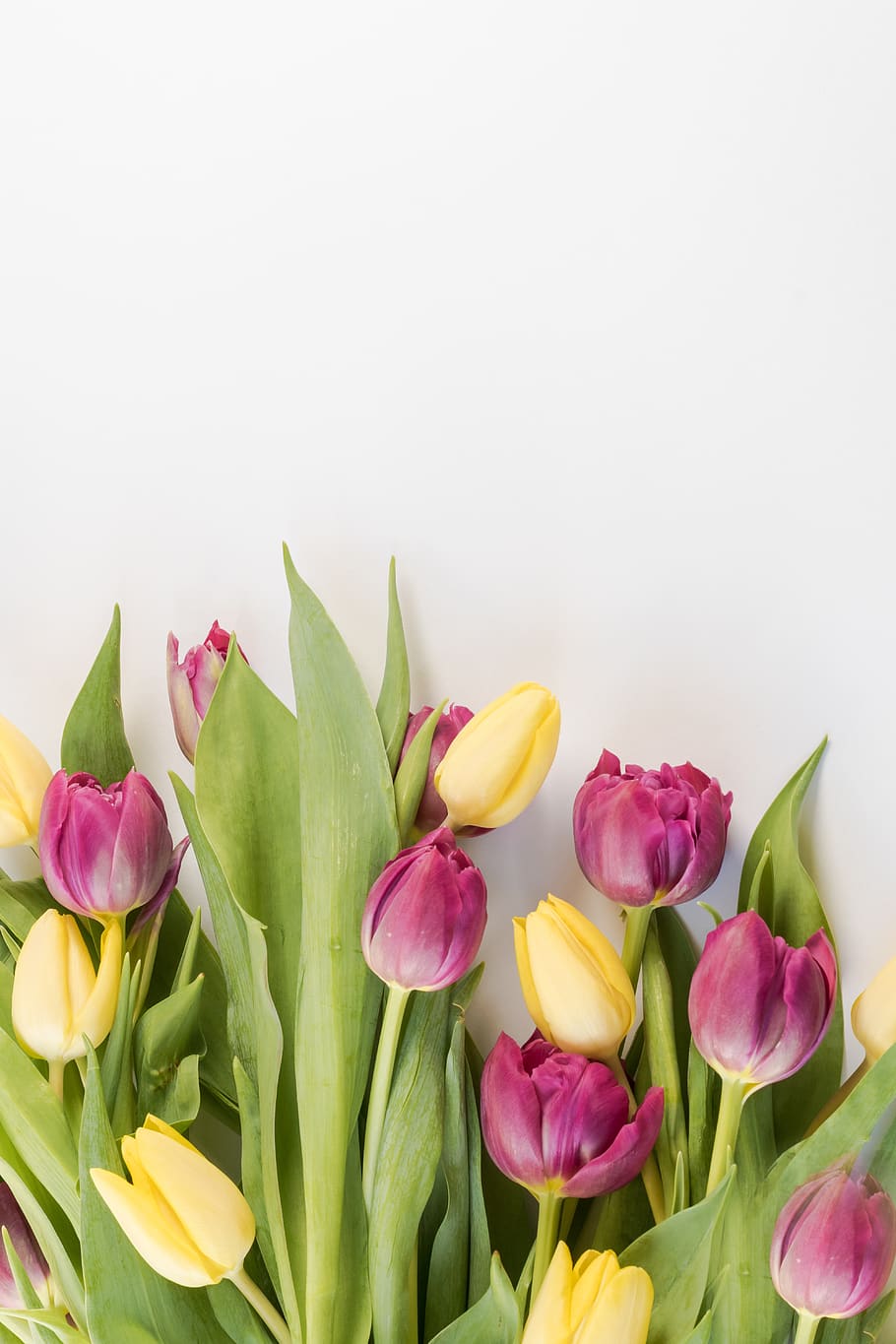 HD wallpaper: tulips, background, flowers, netherlands, spring, garden, flora
