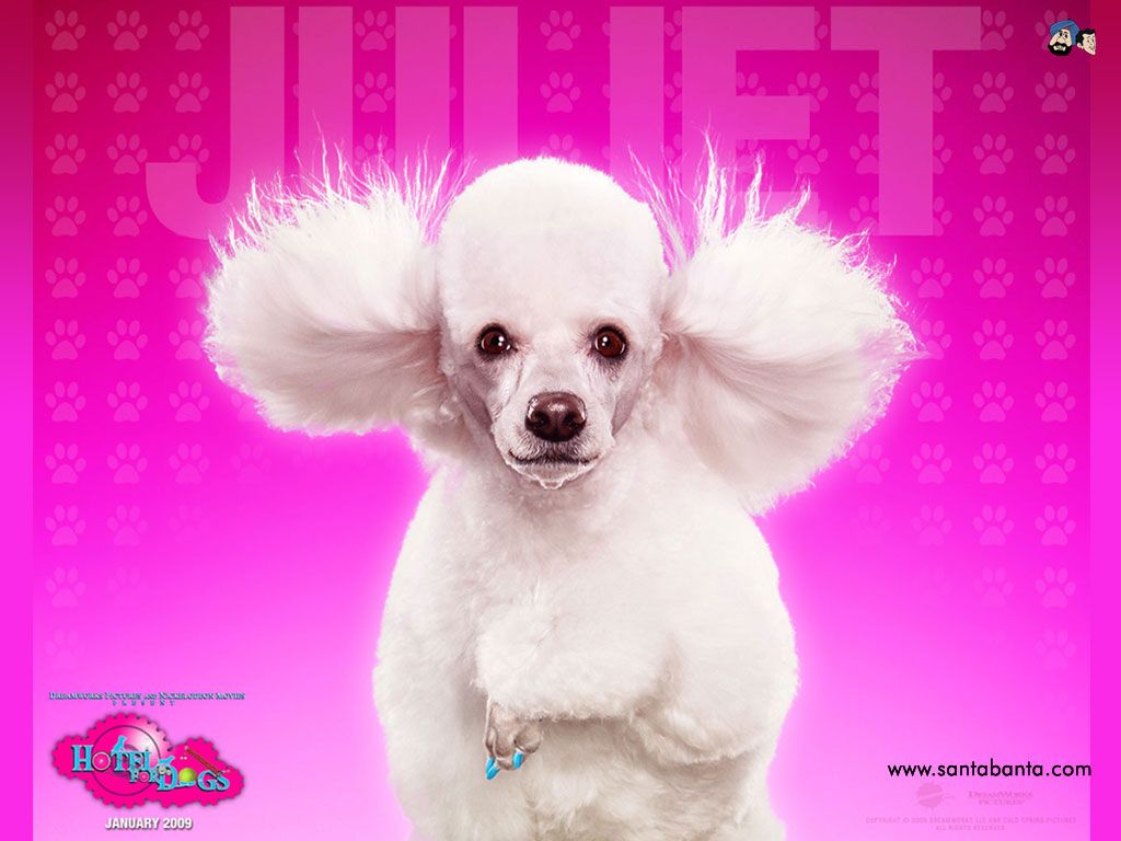 Hotel For Dogs Movie Wallpaper