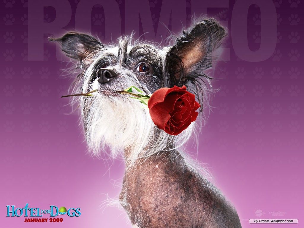 Free Wallpaper Movie wallpaper for Dogs wallpaper