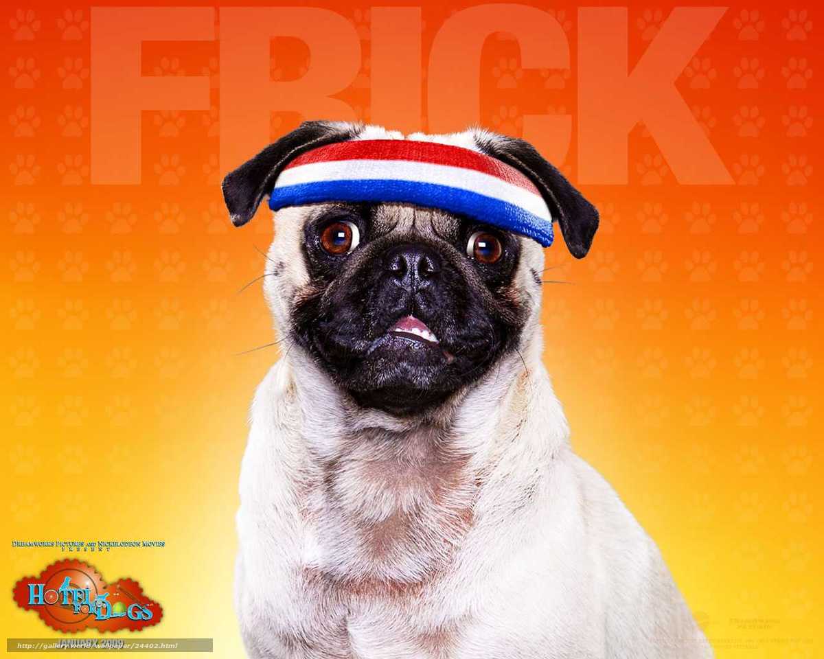 Download wallpaper Отель для собак, Hotel for Dogs, film, movies