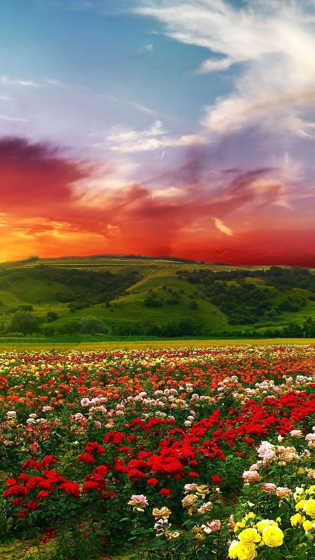 Free download Beautiful flowers with colorful clouds 4K Ultra HD