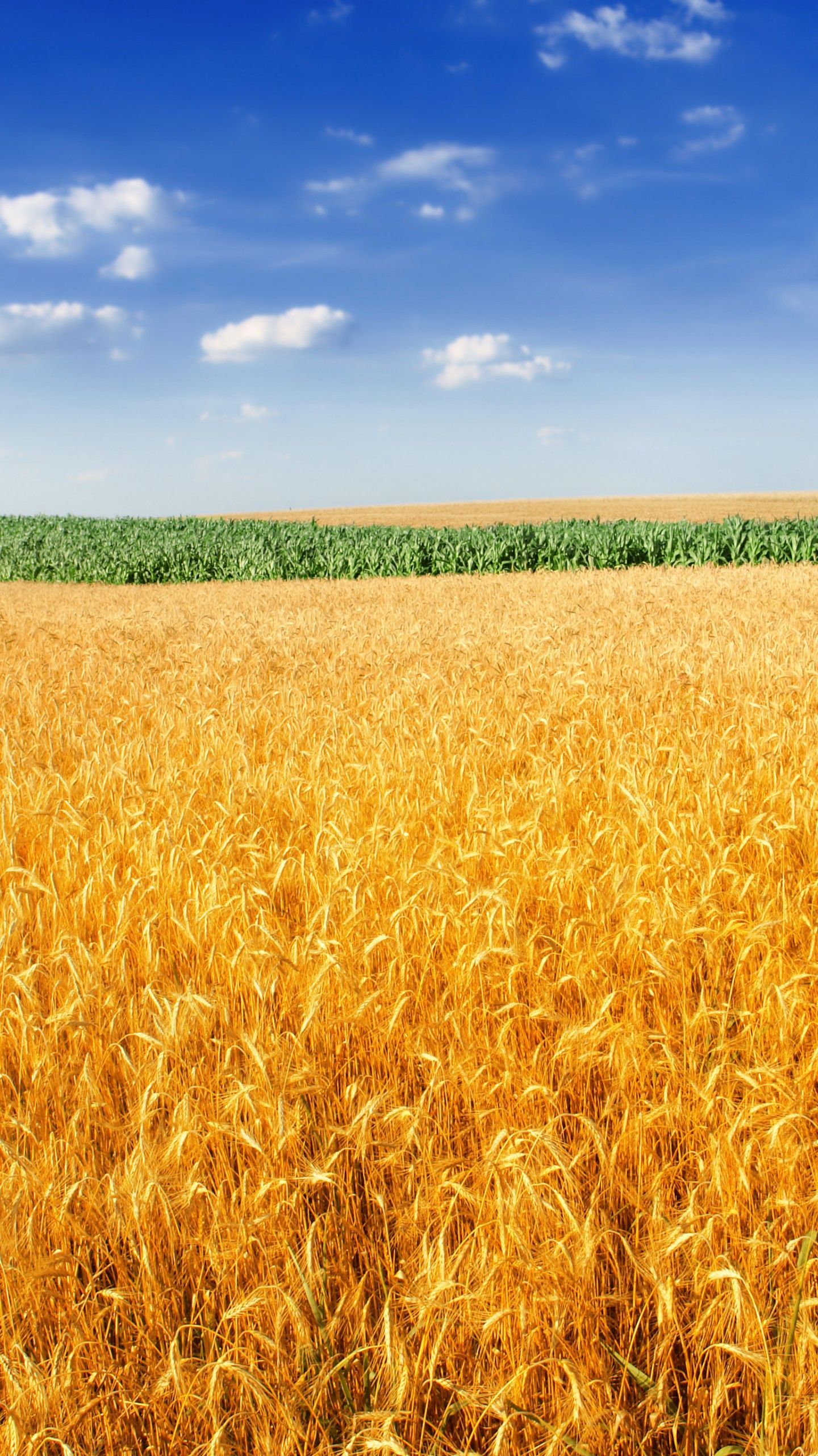 Wallpaper Wheat field, Landscape, Crop, Farm, 4K, Nature