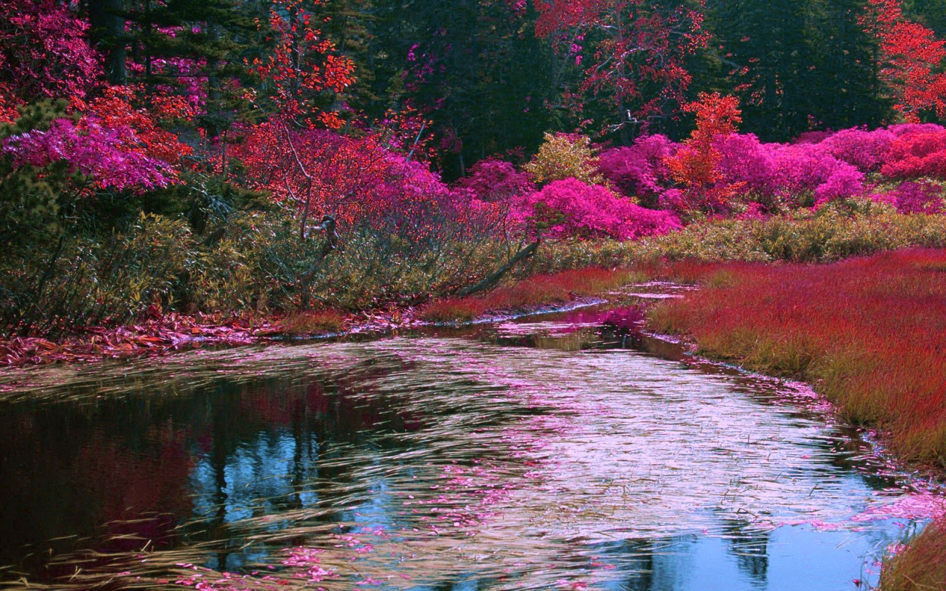 Wallpaper Nature Spring Lake Multicolor