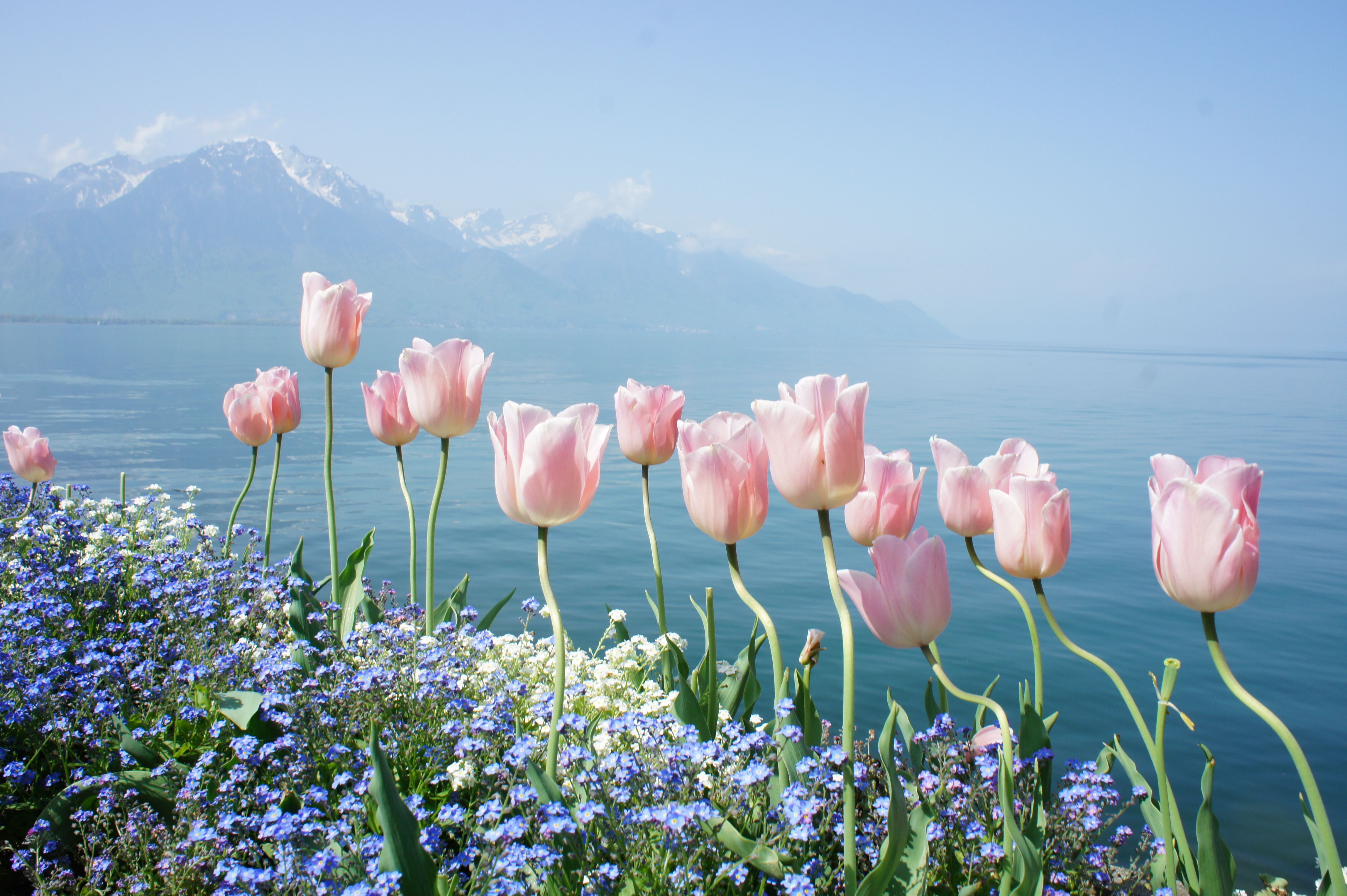 Free download Spring water mountains tenderness flowers tulips