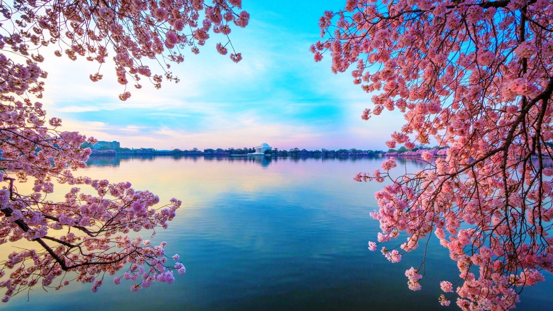 WpNature.com Lake Flowers Blue Cherry Blossom Water
