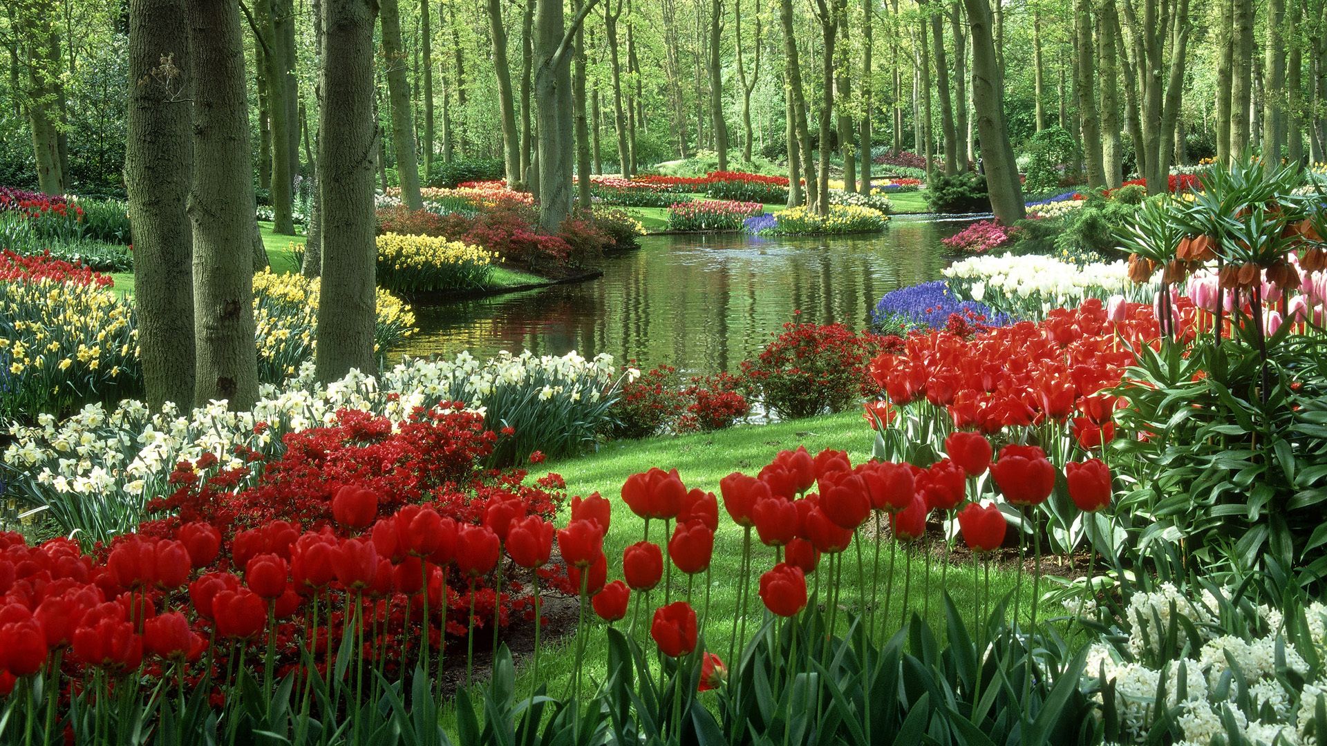 Man Made Garden Tulips Spring Nature Free HQ Image