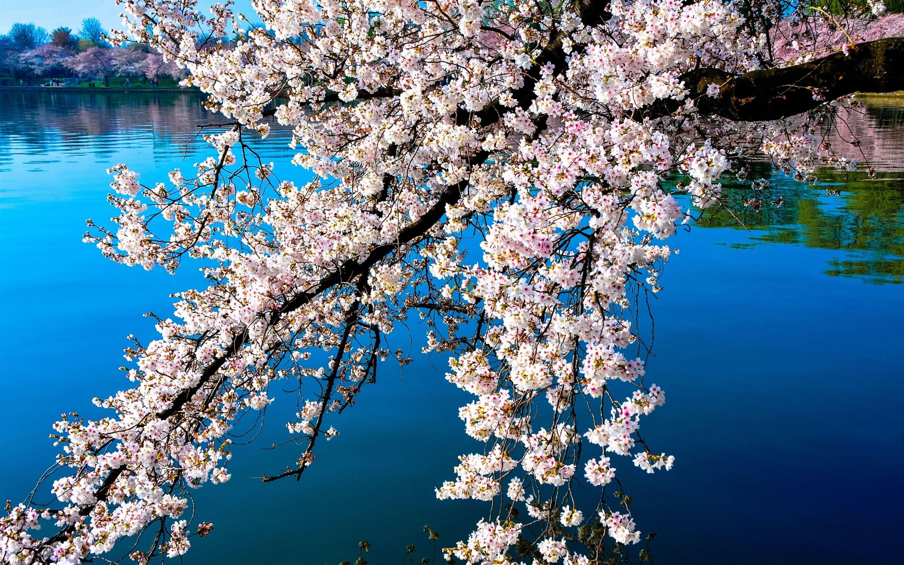 Wallpaper Beautiful white sakura bloom, spring, lake 2880x1800 HD