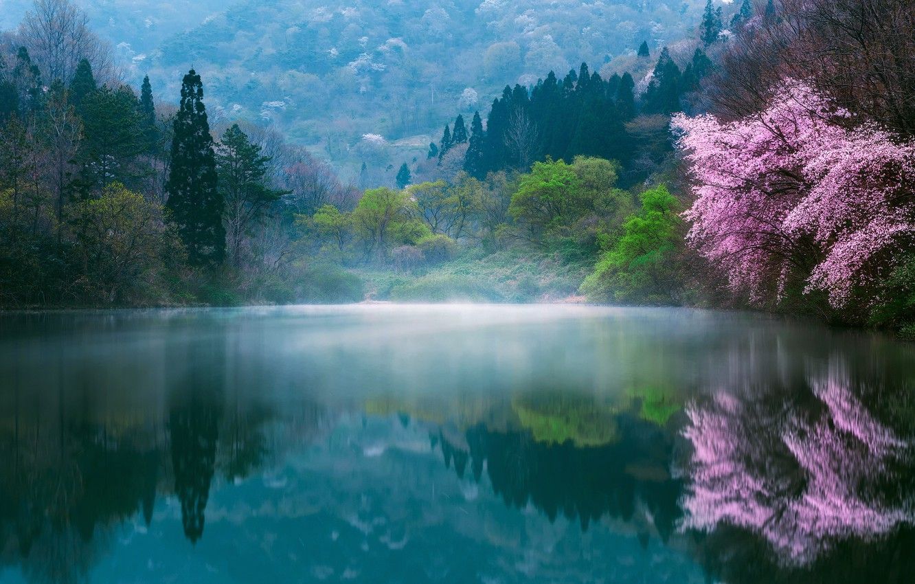 Wallpaper flowers, nature, fog, lake, spring, Japan, Sakura, haze