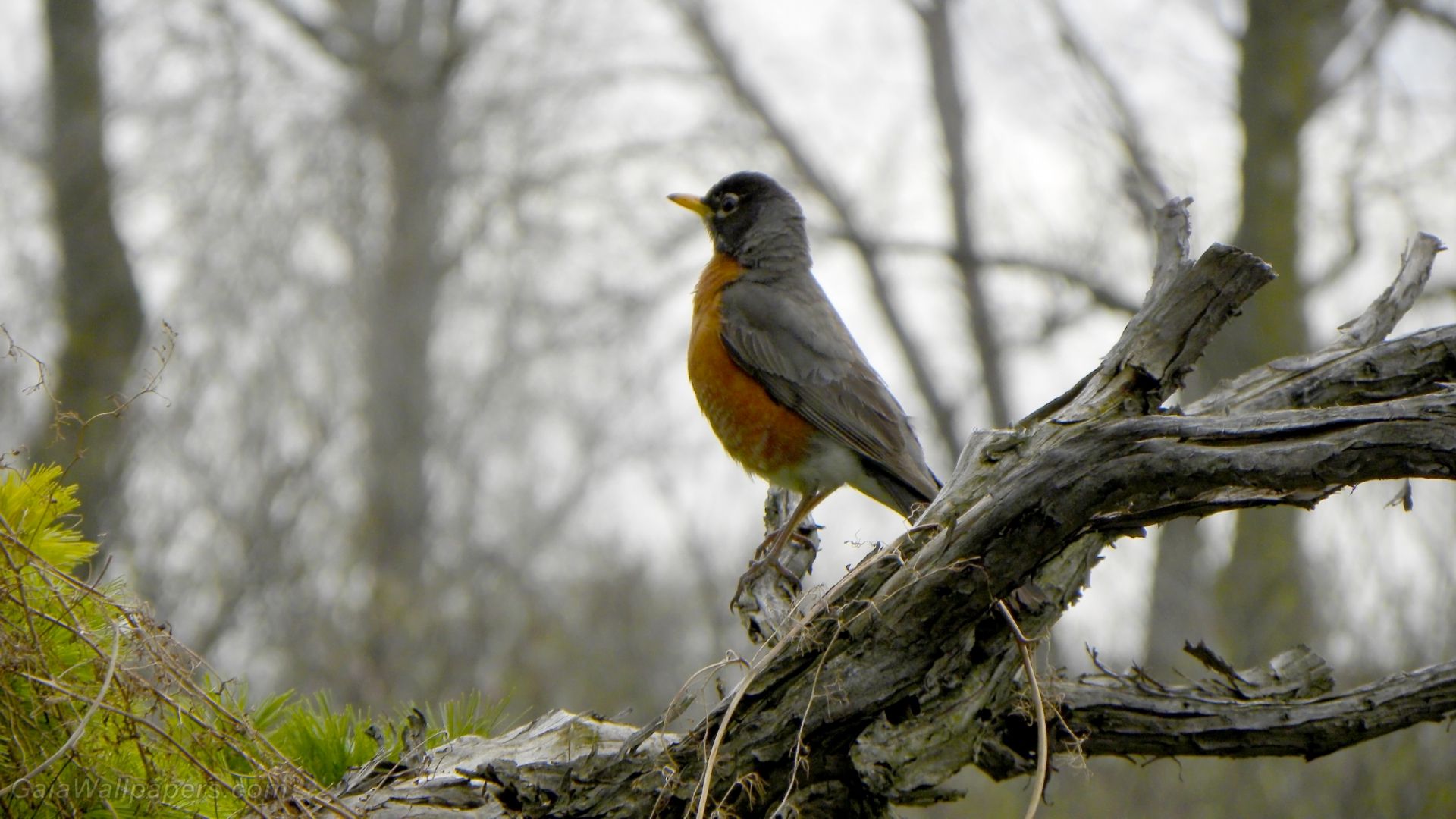 American Robin on his arrival at spring wallpaper 1920x1080