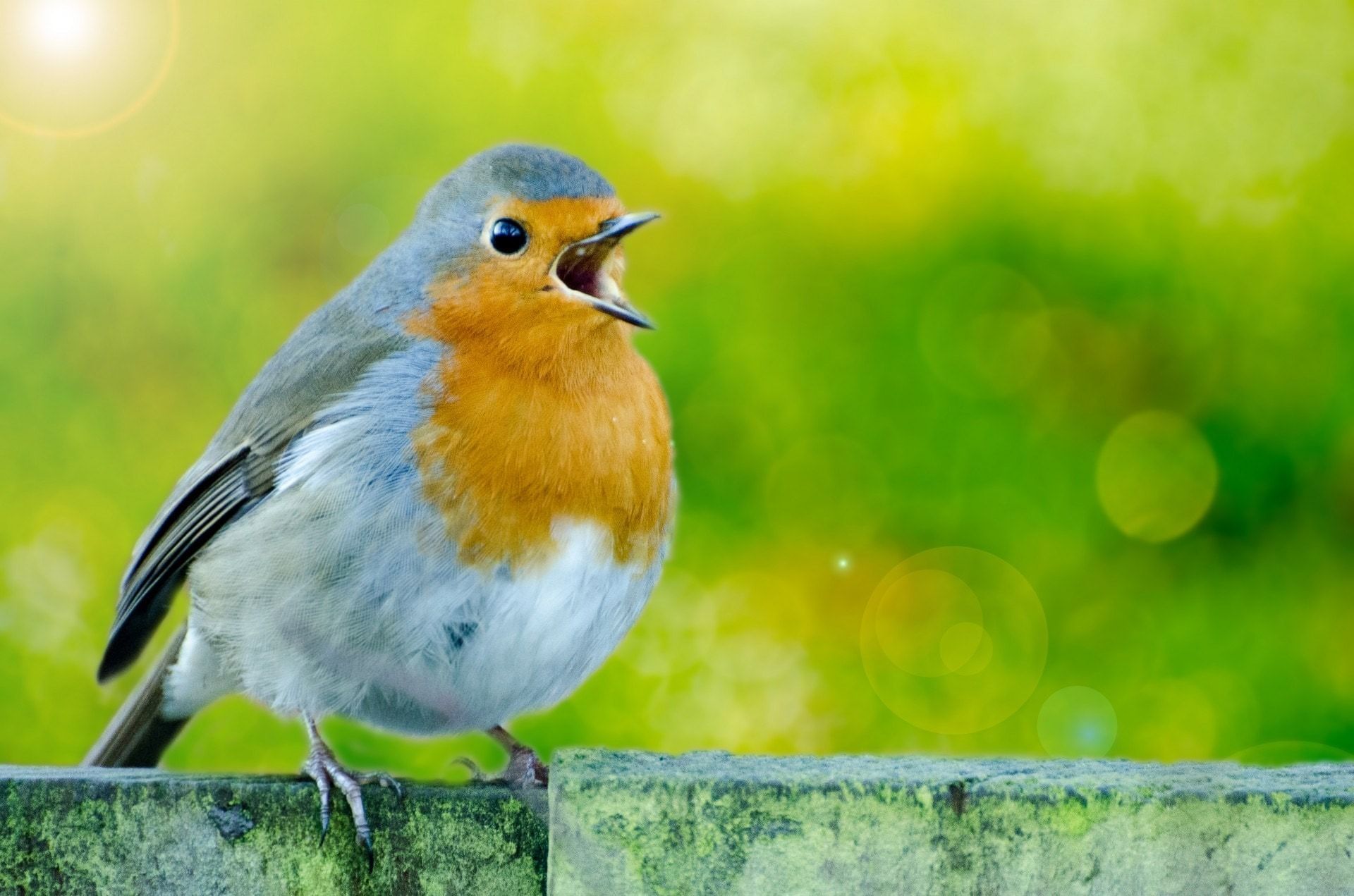 Robin, Bird, Nobody, White, Spring, bird, one animal free image