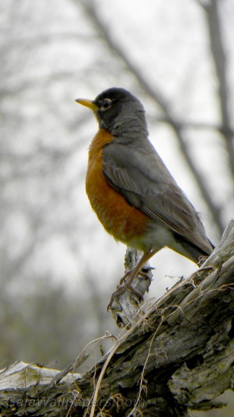 American Robin on his arrival at spring wallpaper 750x1334