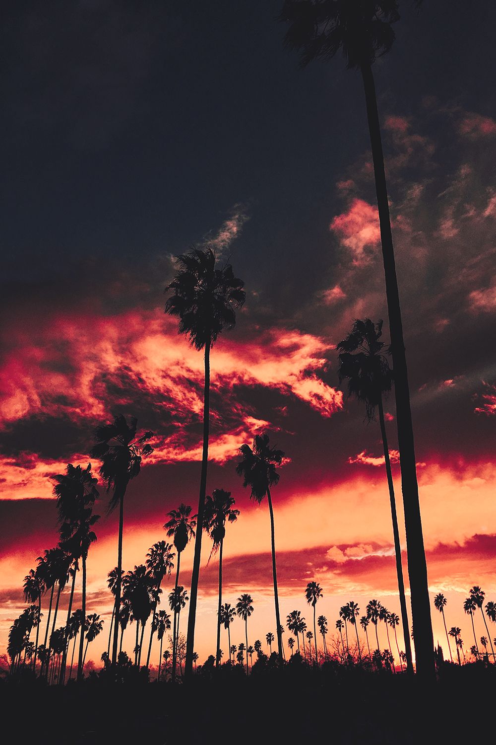 Red Sunset Palms Sky Clouds Night Wallpaper Wallpaper La