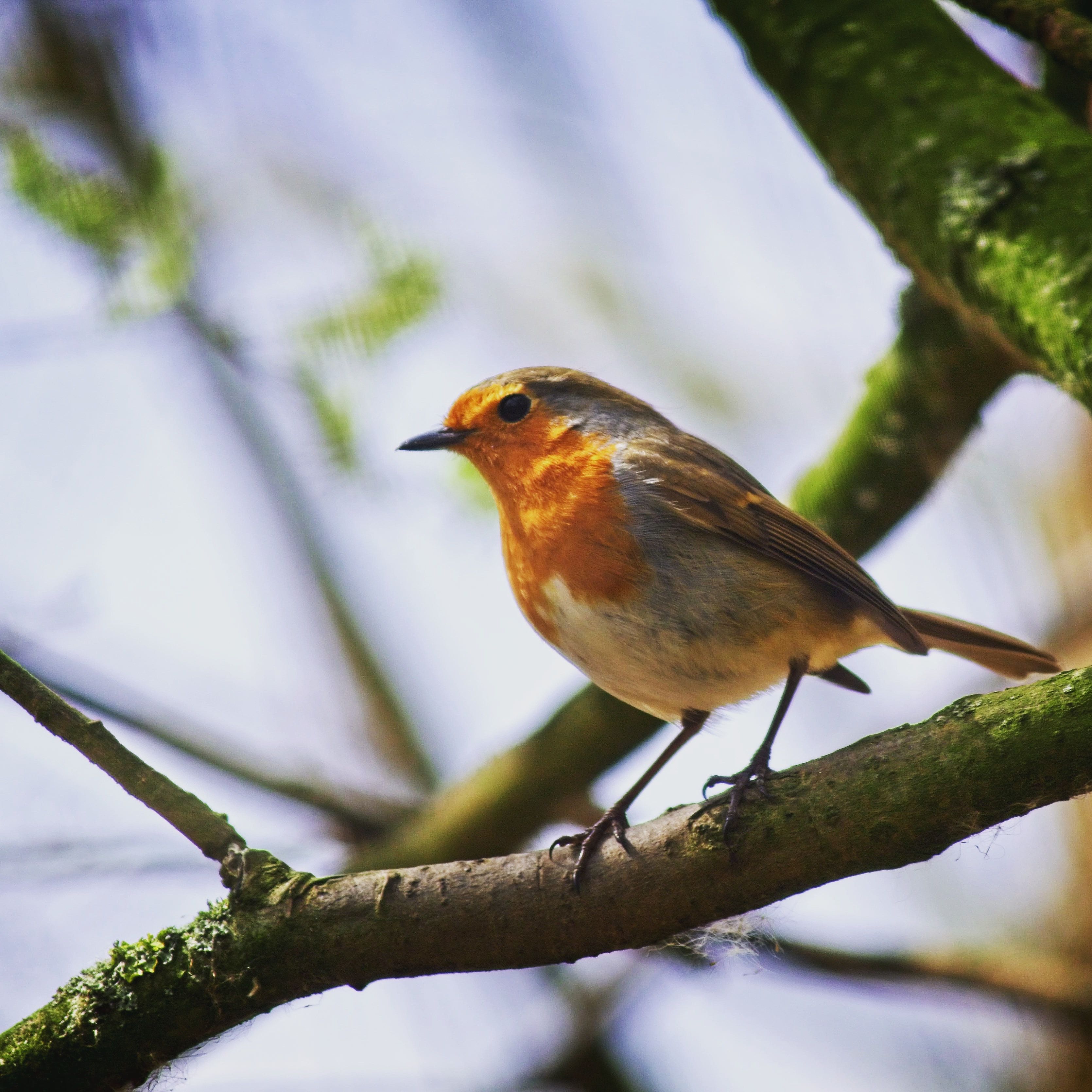 Free of #robin #bird #tree #branch #spring