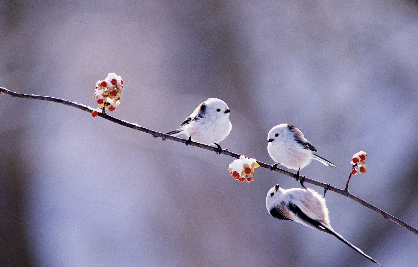 Wallpaper winter, birds, berries, branch, Japan, Hokkaido, long