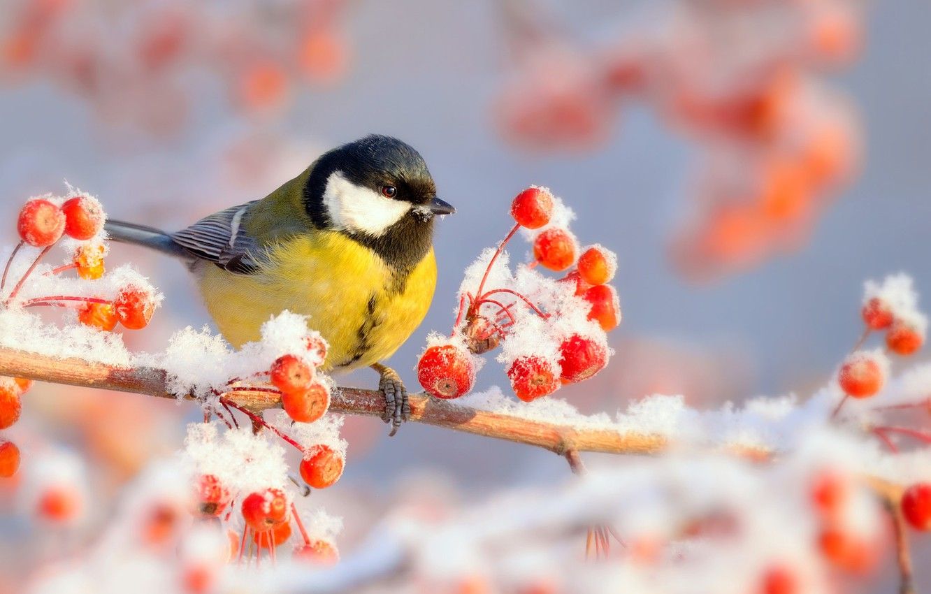 Wallpaper winter, frost, snow, nature, berries, bird, branch