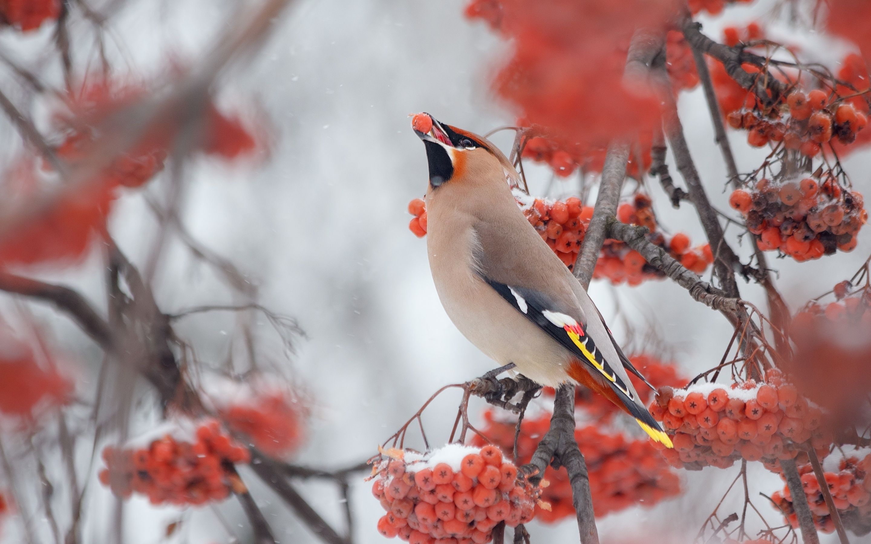 Bohemian Waxwing on Winter Branch HD Wallpaper