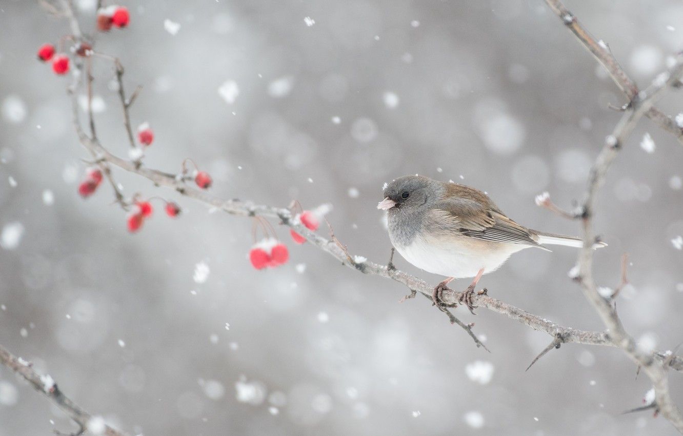 Wallpaper winter, snow, branches, berries, background, bird, fruit