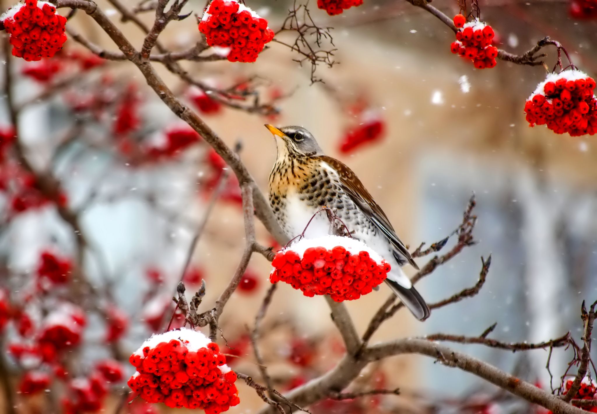 Picture bird rowan Nature Winter Snow Berry Branches 2048x1420