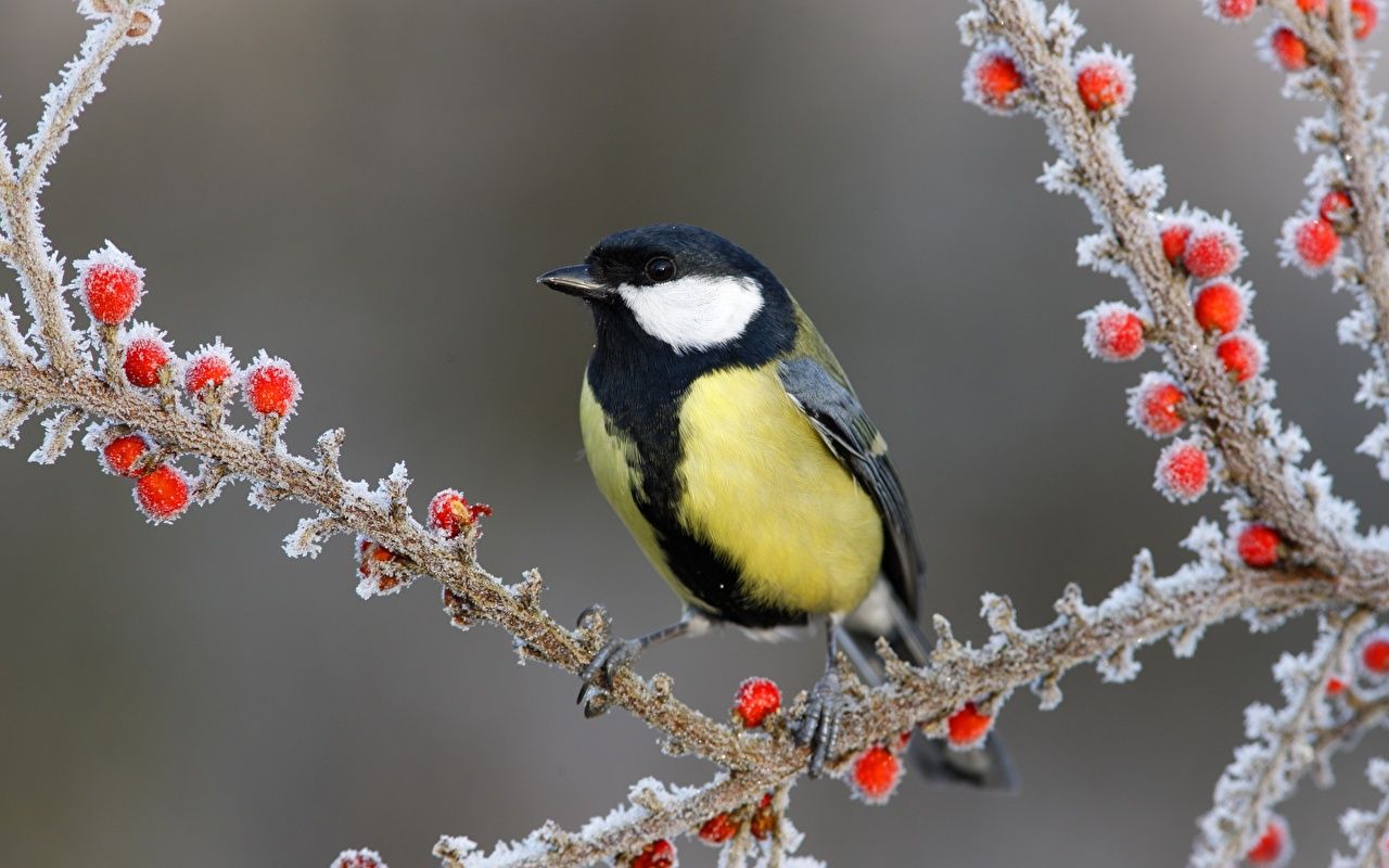 Picture Birds Great tit Ice Winter Berry Branches Animals 1280x800