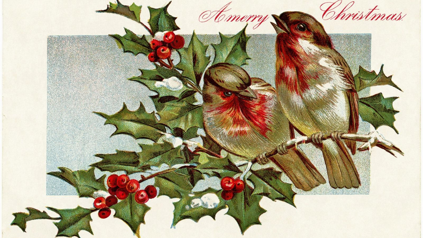Free download winter bird illustration birds holly berries old
