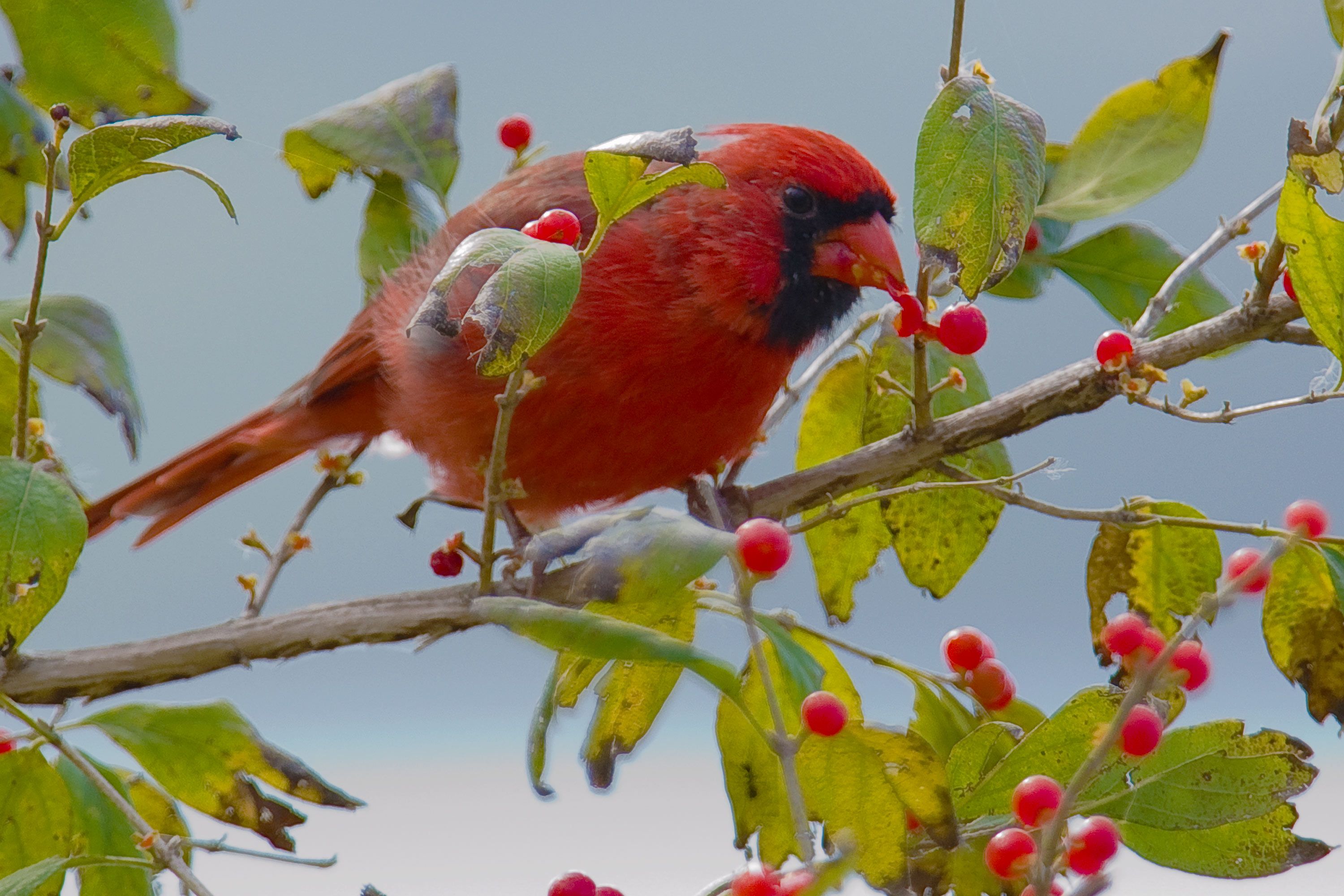 Winter Berries for Birds • The National Wildlife Federation Blog