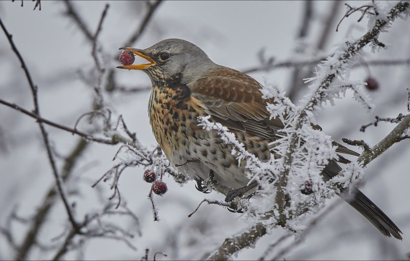 Wallpaper berry, bird, winter image for desktop, section животные
