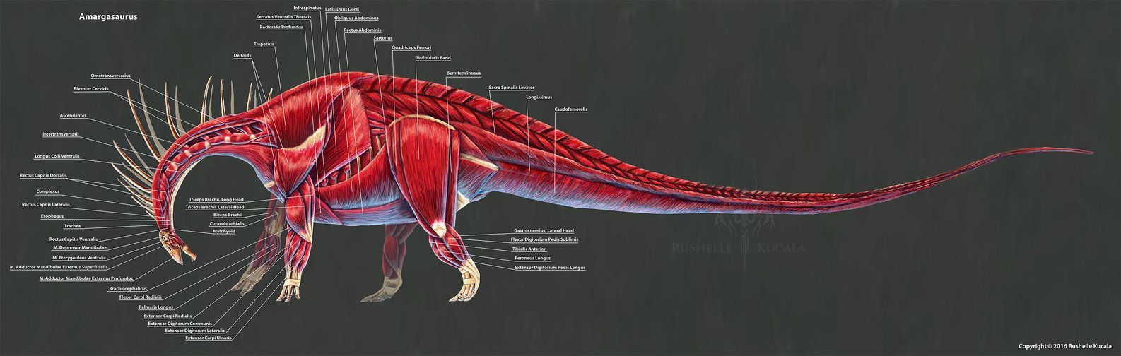 Amargasaurus Muscle Study