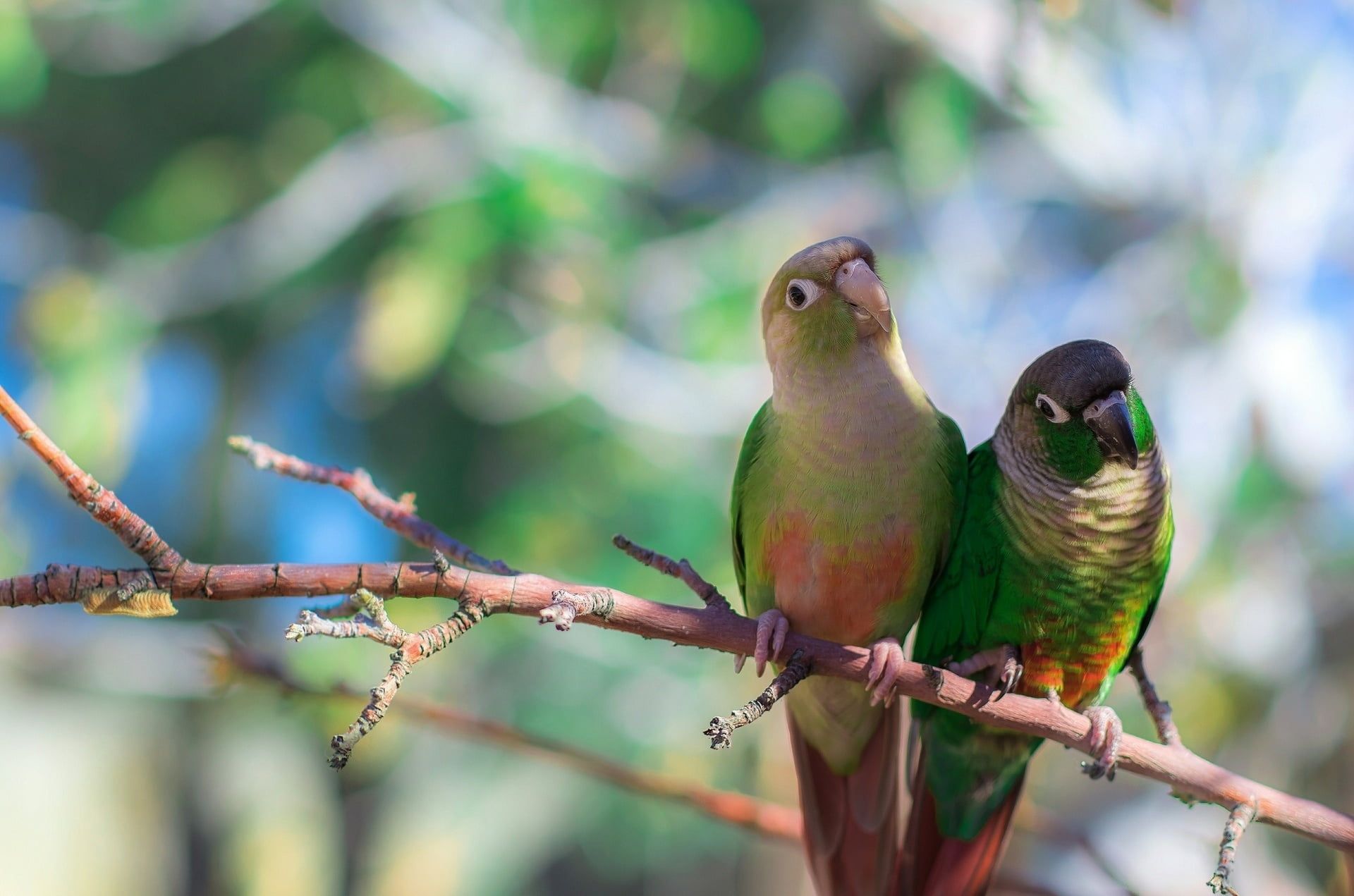 Photo Conure Sleeping Stock Photo 1491739946 | Shutterstock