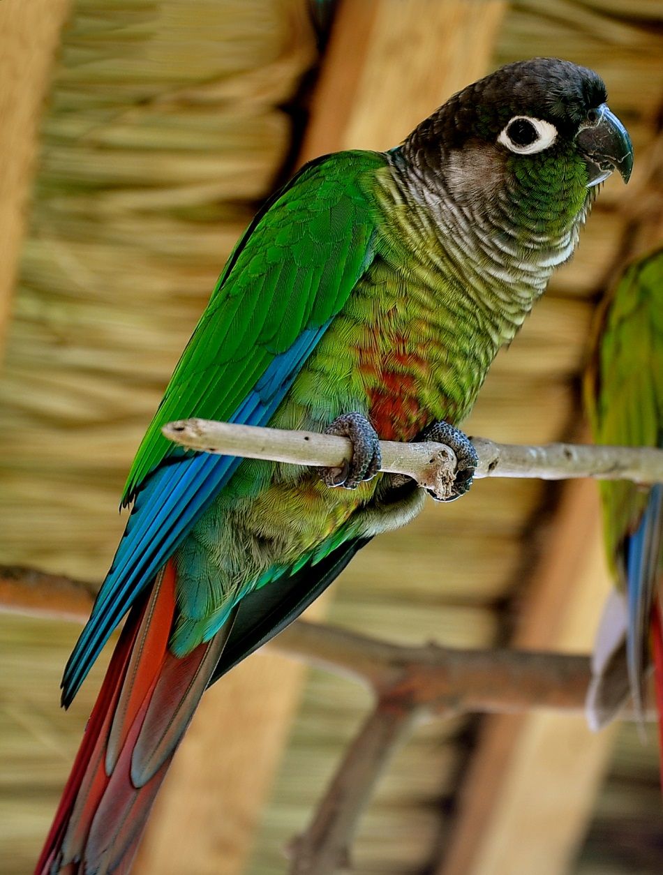 Green Cheeked Conure Facts, Habitat, Diet, Adaptations, Picture