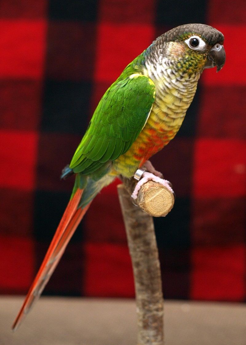 Green-cheeked Conures Wallpapers - Wallpaper Cave