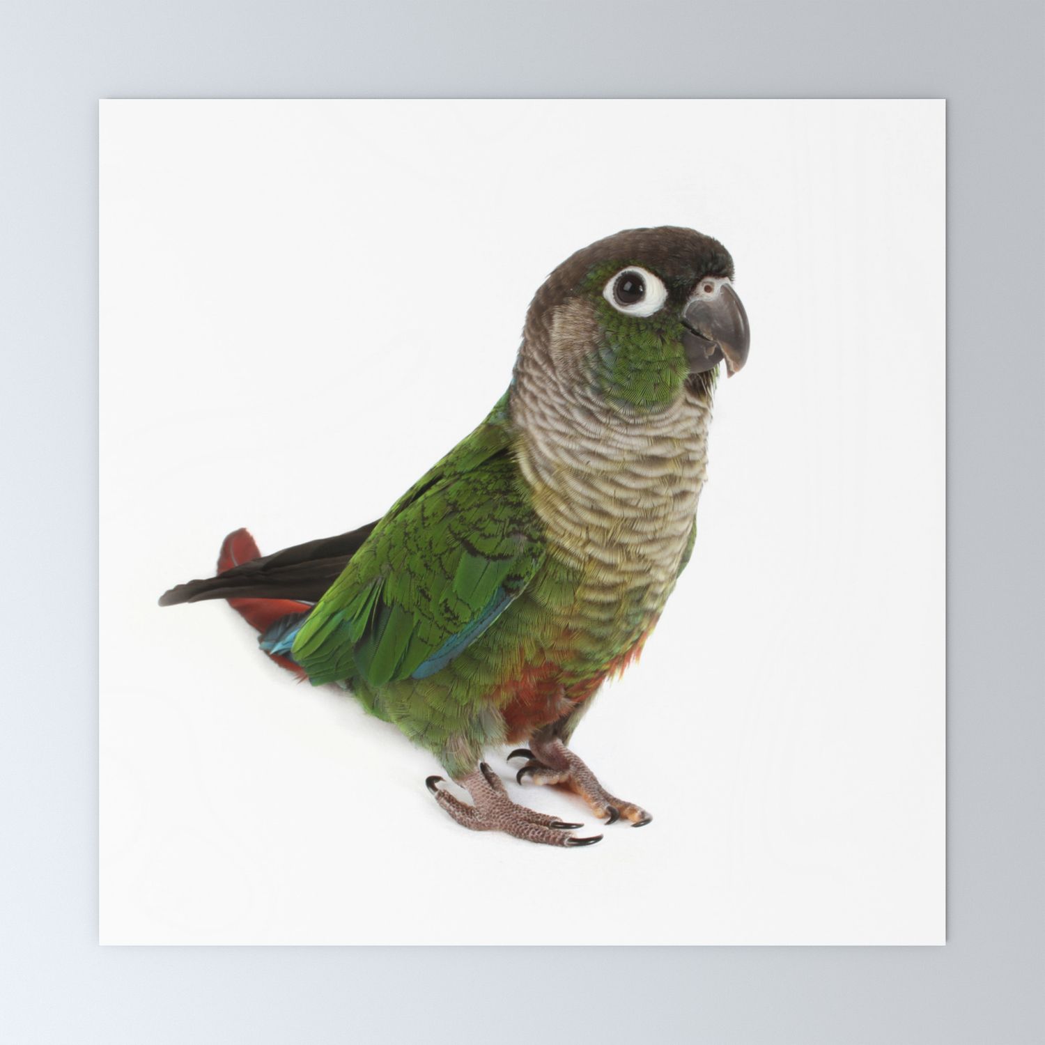 Zeph Cheek Conure Mini Art Print