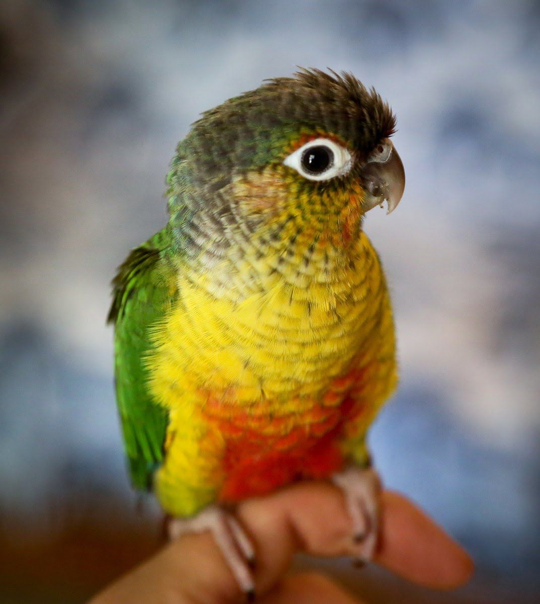 Green Cheeked Conure Facts, Habitat, Diet, Adaptations, Picture