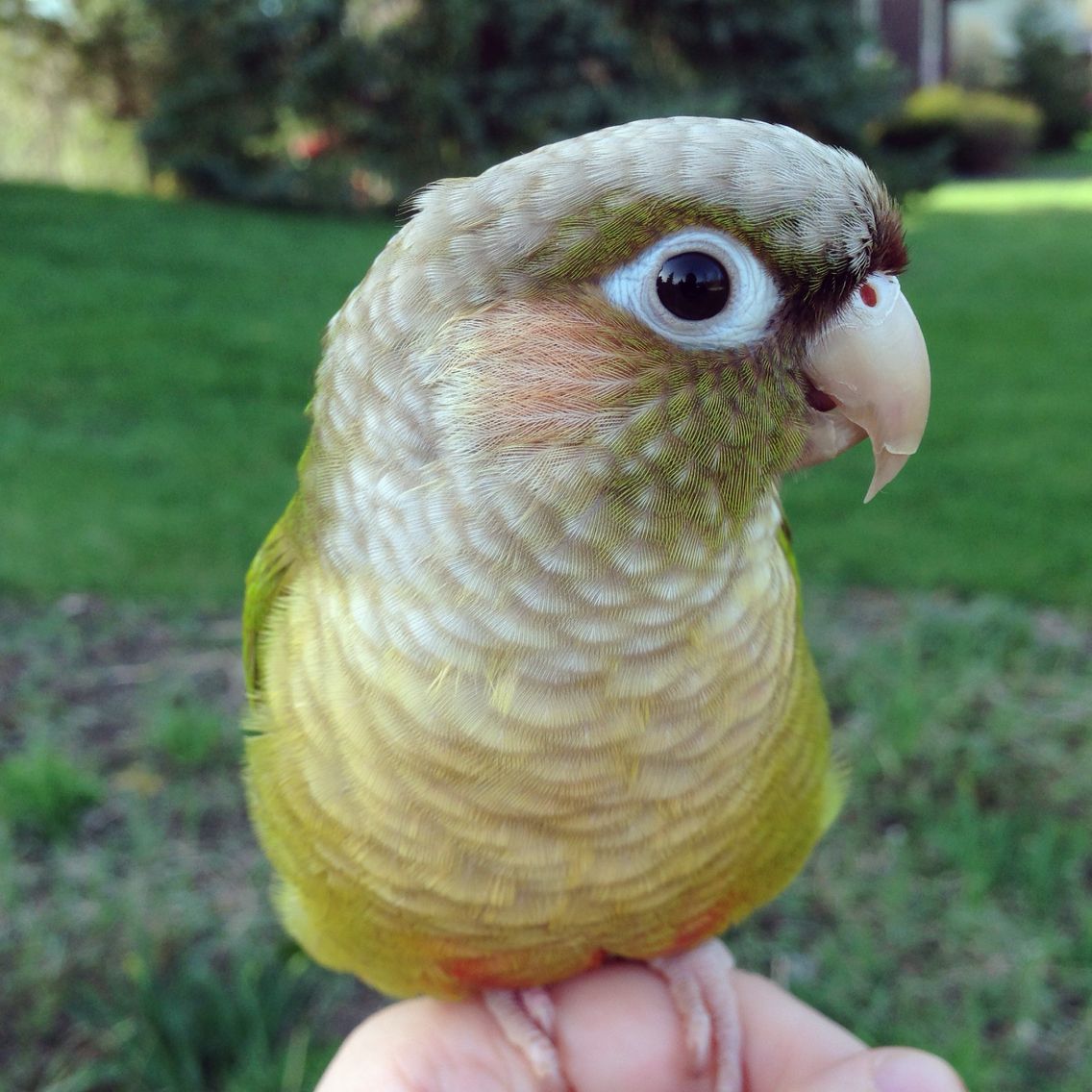 Yoshi is a female cinnamon green cheek #conure #parrot: Annie
