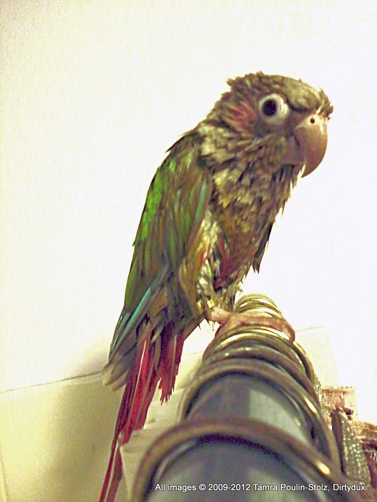 My wet green cheek conure, Romeo. Conure, Green, Parrot