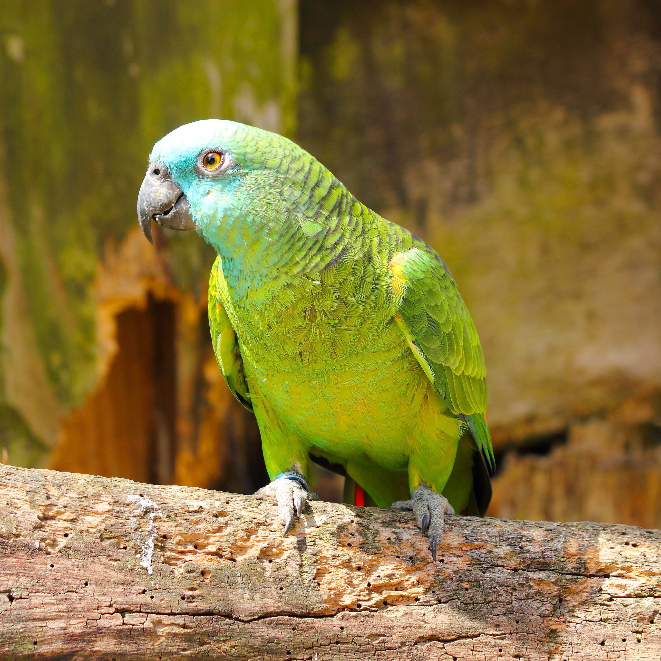 Top Amazon Parrot Species as Pets