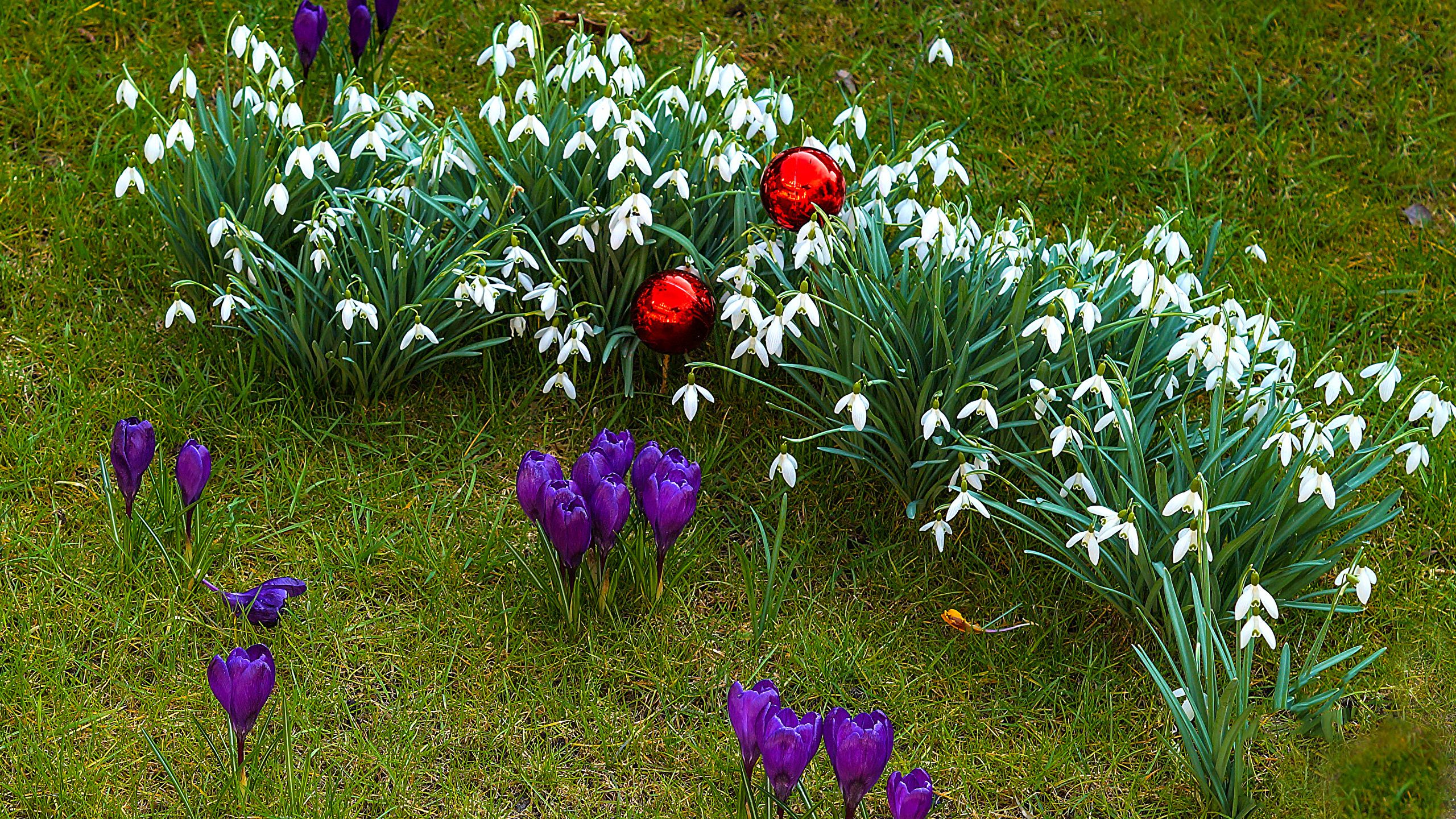 Photos flower Crocuses Snowdrops Grass 2560x1440