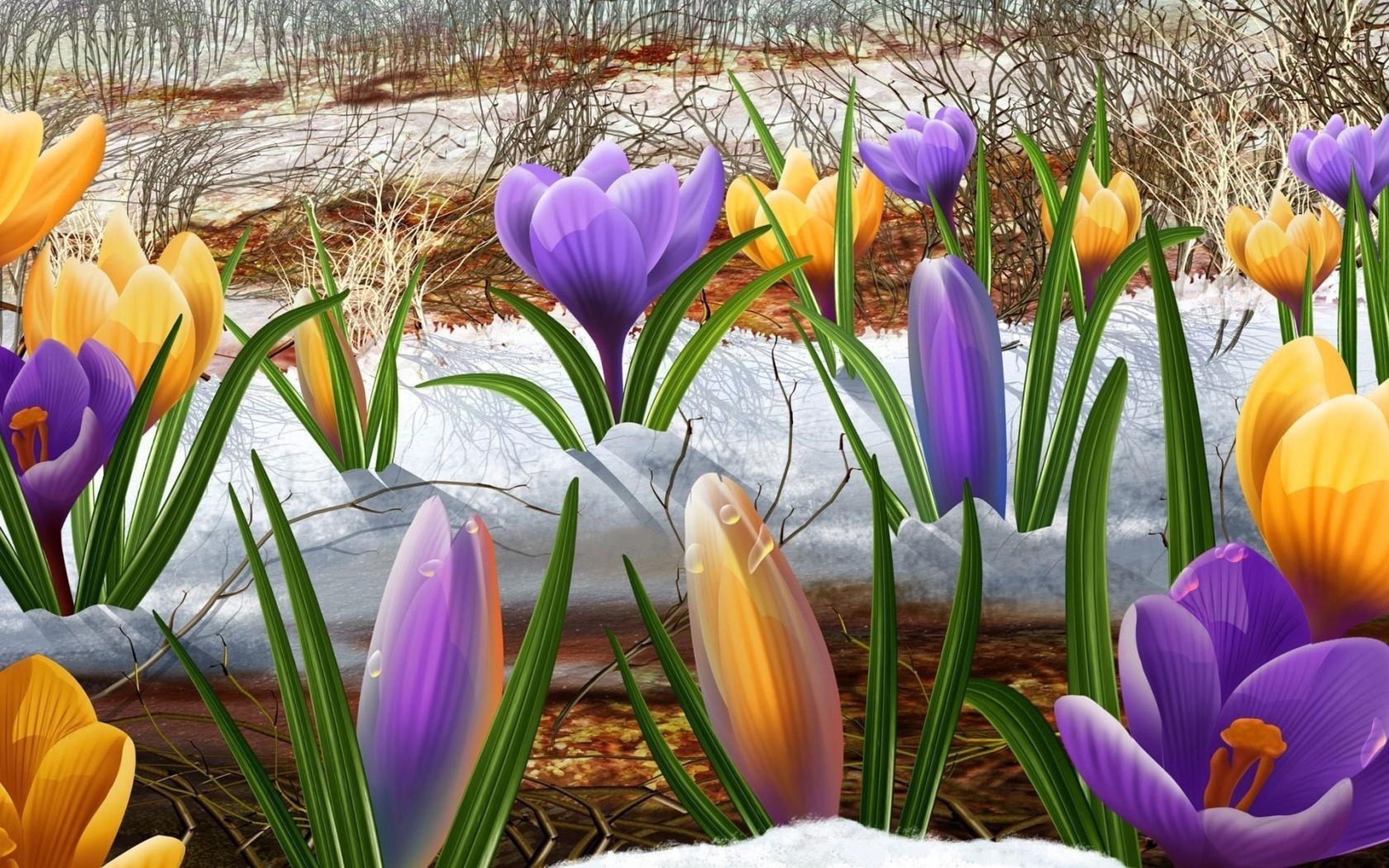 Purple crocus flowers, Snowdrops, Purple, Spring HD wallpaper