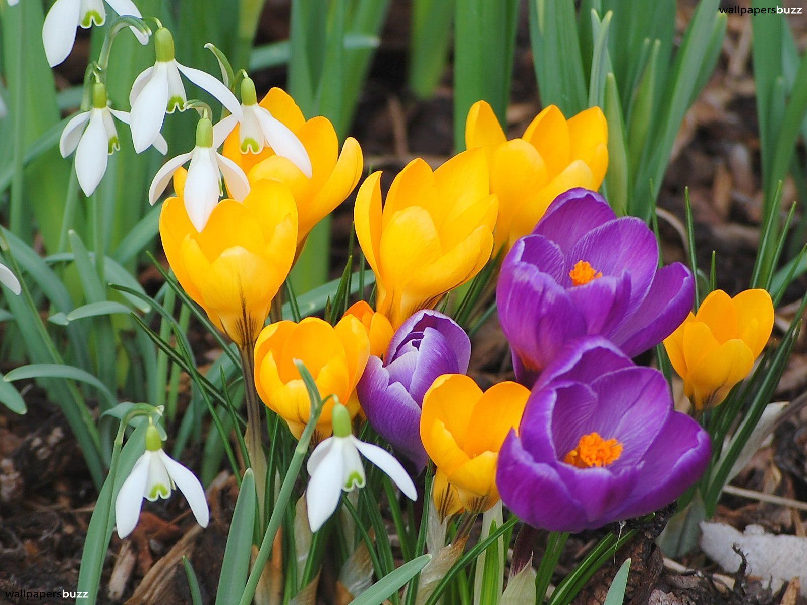 Very beautiful small spring flowers and purple crocus