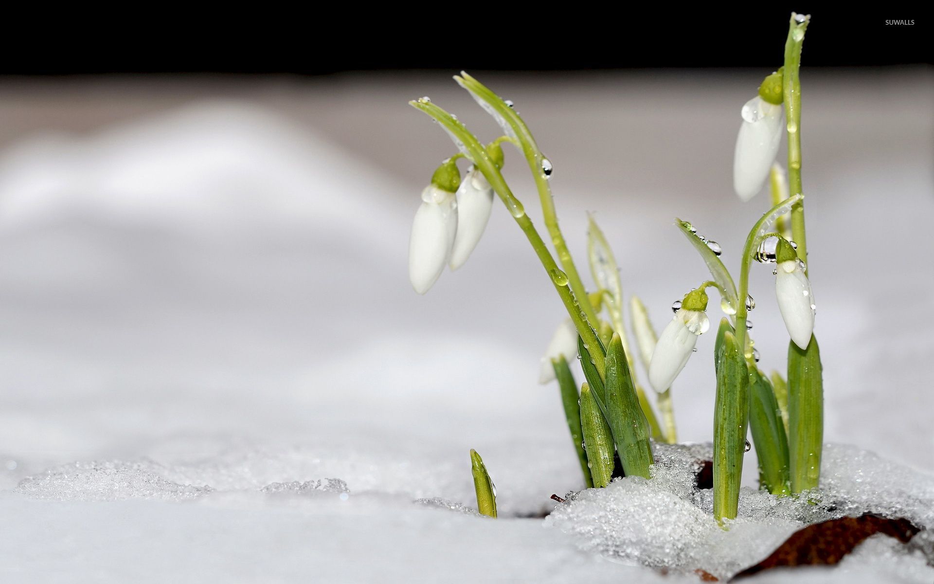 Snowdrop Wallpaper. Snowdrop Crocus