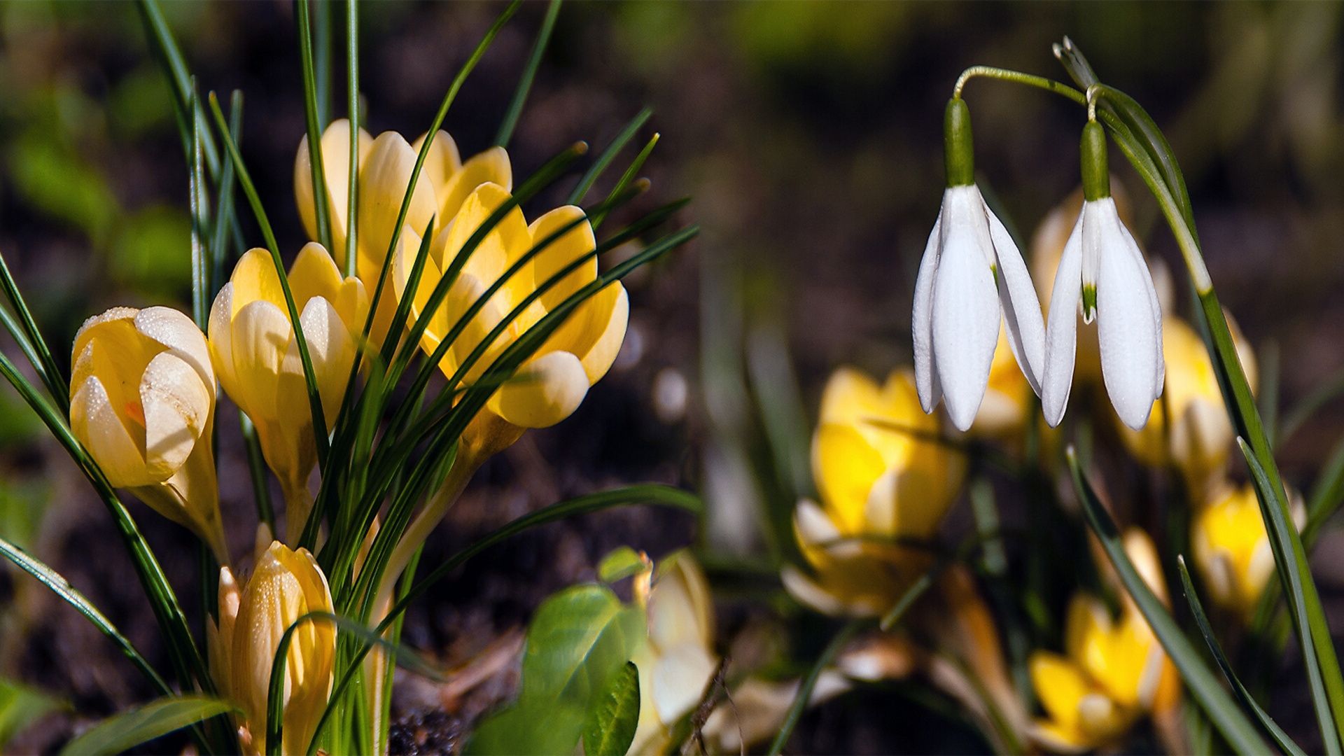 Wallpaper. Spring. photo. picture. spring, crocuses, snowdrops