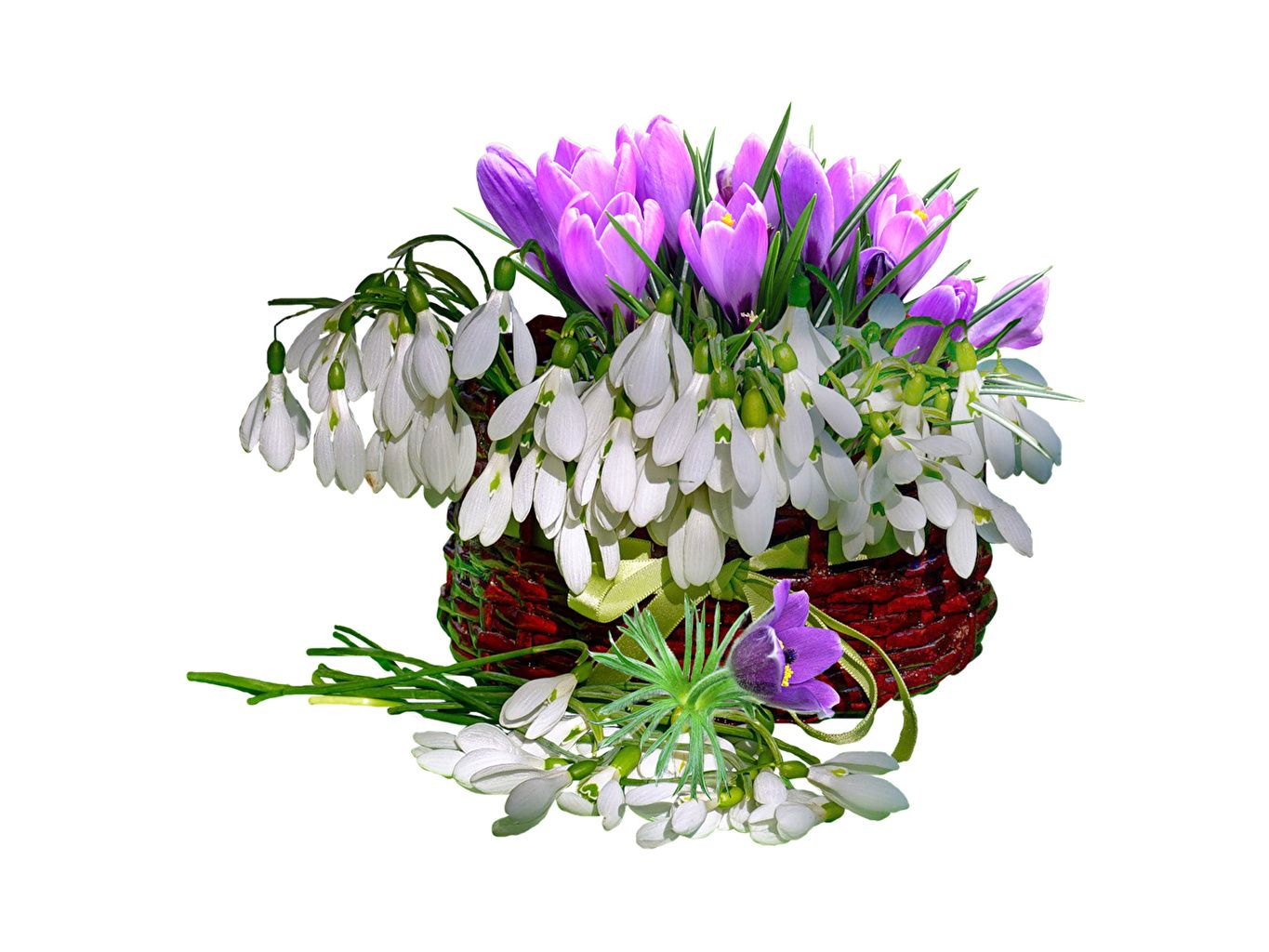 Photo Flowers Crocuses Snowdrops Wicker basket Many White background