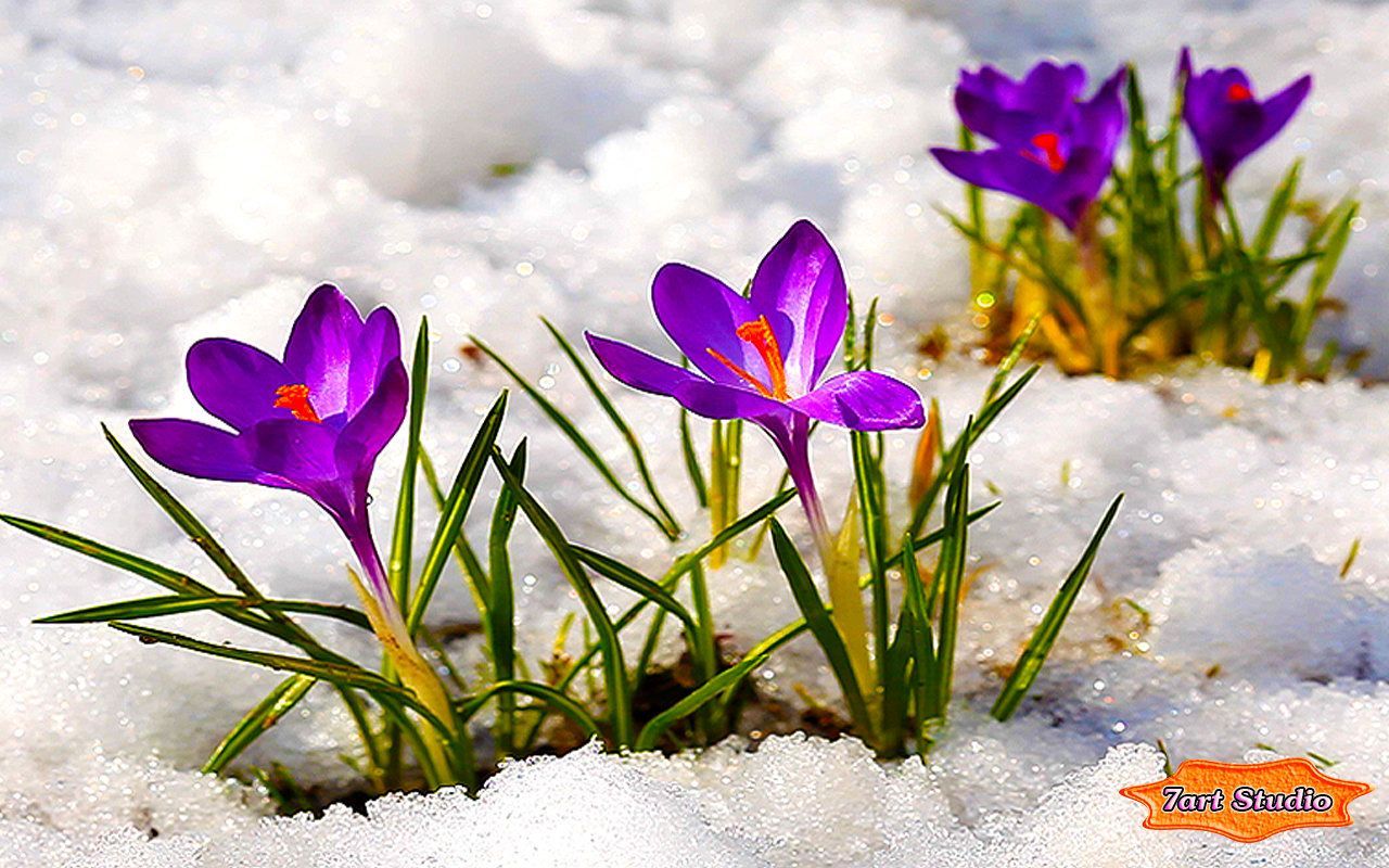 Crocus Flowers Among Icy Snow screensaver & animated desktop