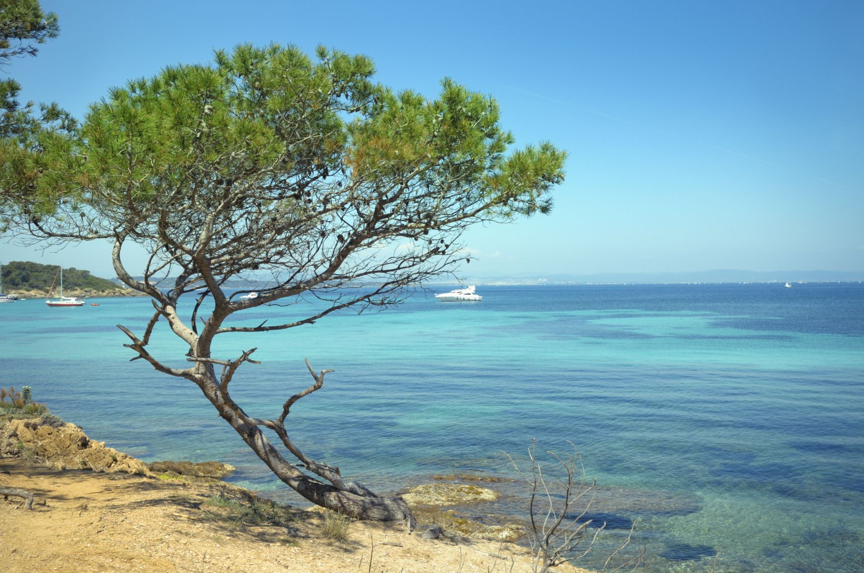 Tree on the beach on the Cote d'Azur, France wallpaper and image