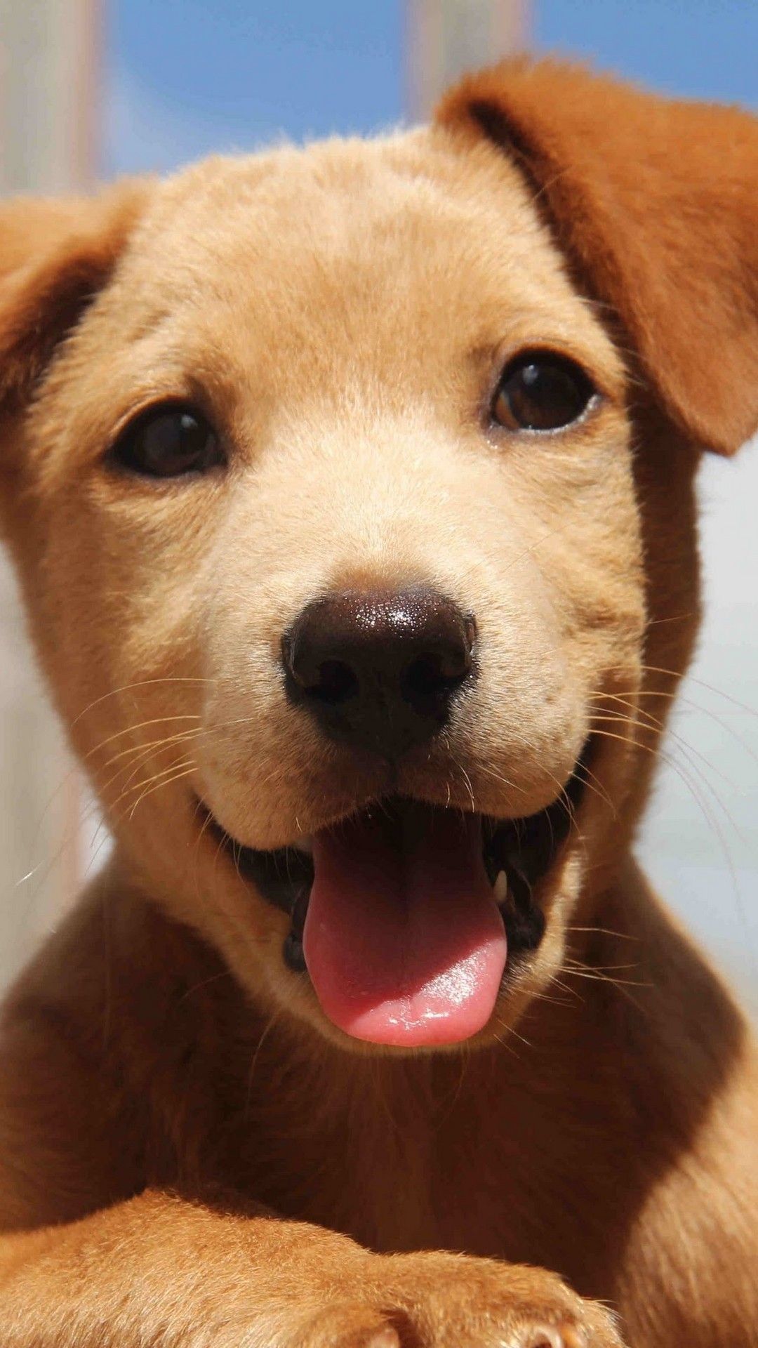 Cute Dog Wallpaper