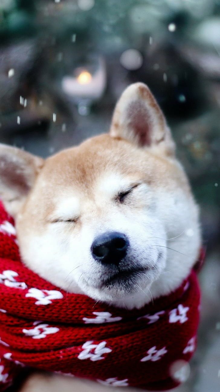 HD wallpaper: Dog, Shiba Inu, Sleeping