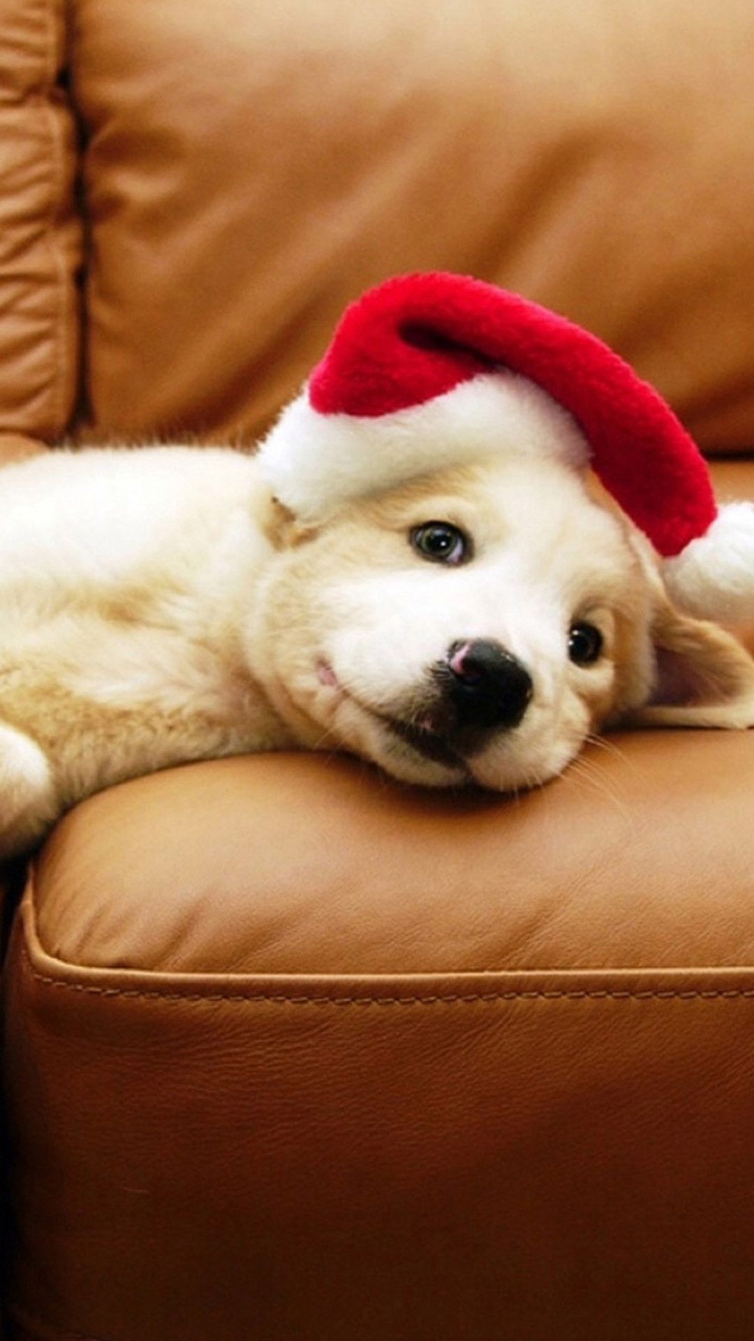 Puppy Christmas Wallpaper